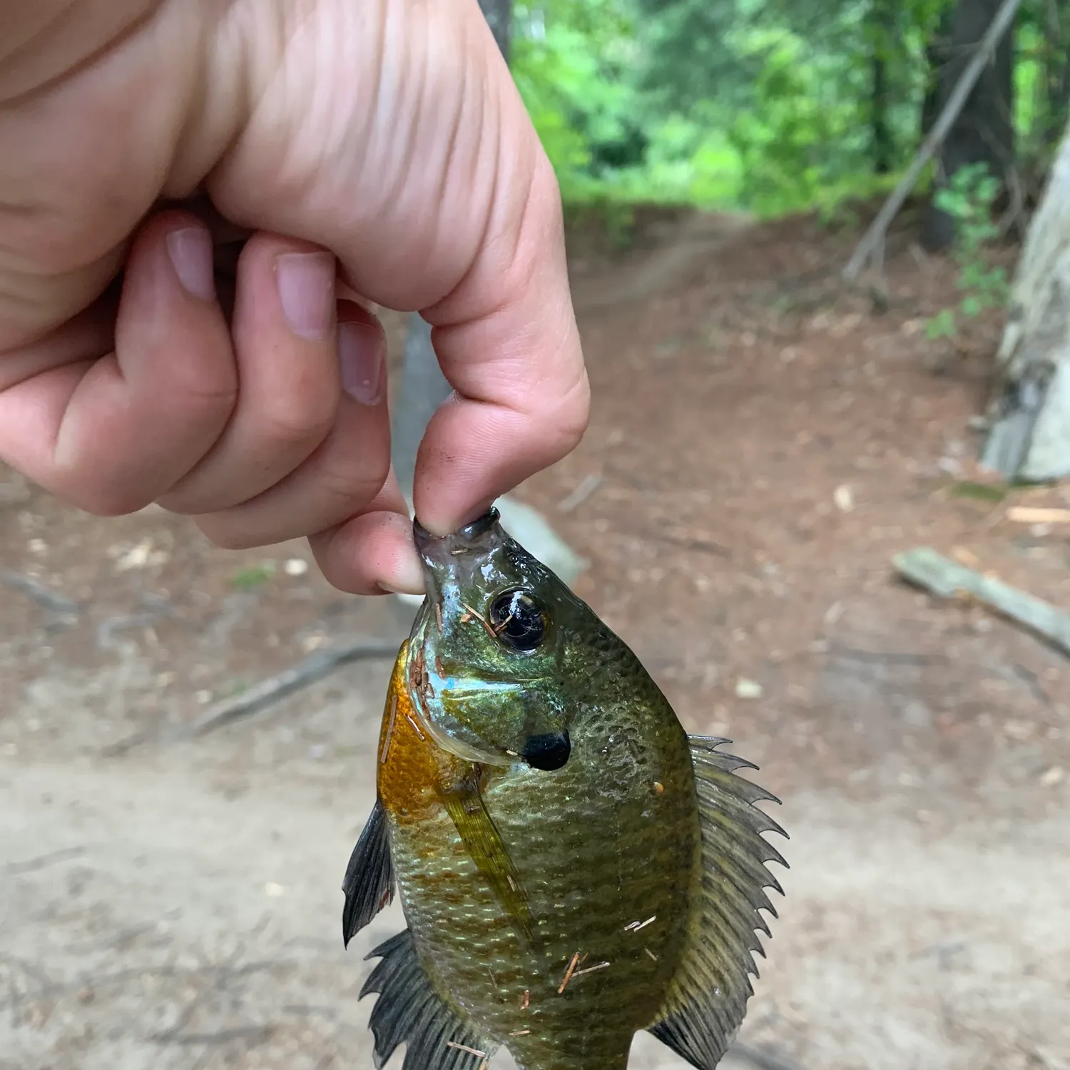 Bluegill caught on Fishbrain