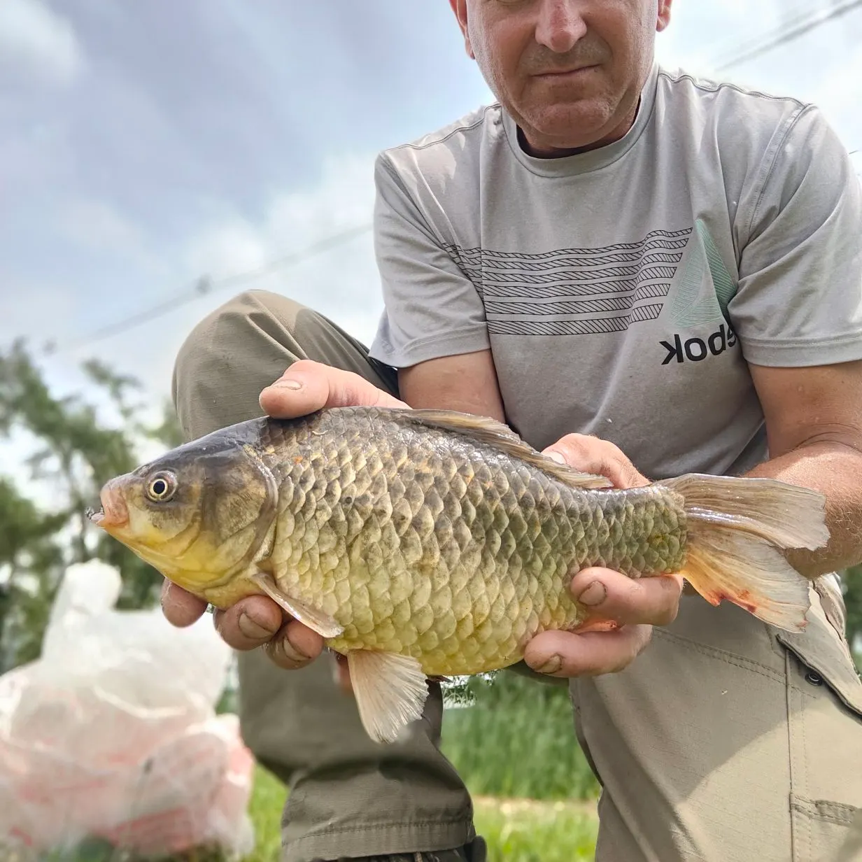 The most recent Japanese white crucian carp catches on Fishbrain