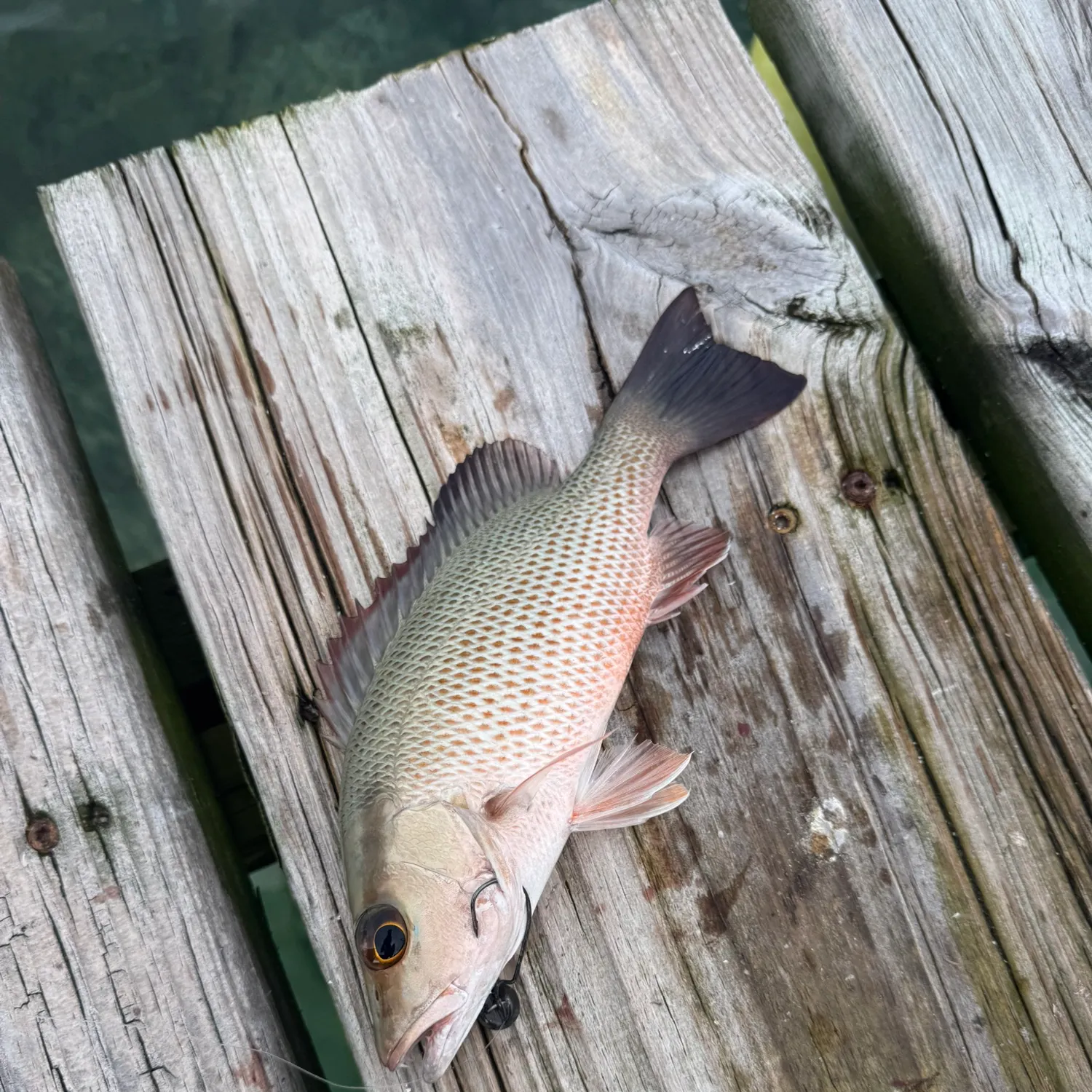 The most recent Mangrove snapper catches on Fishbrain