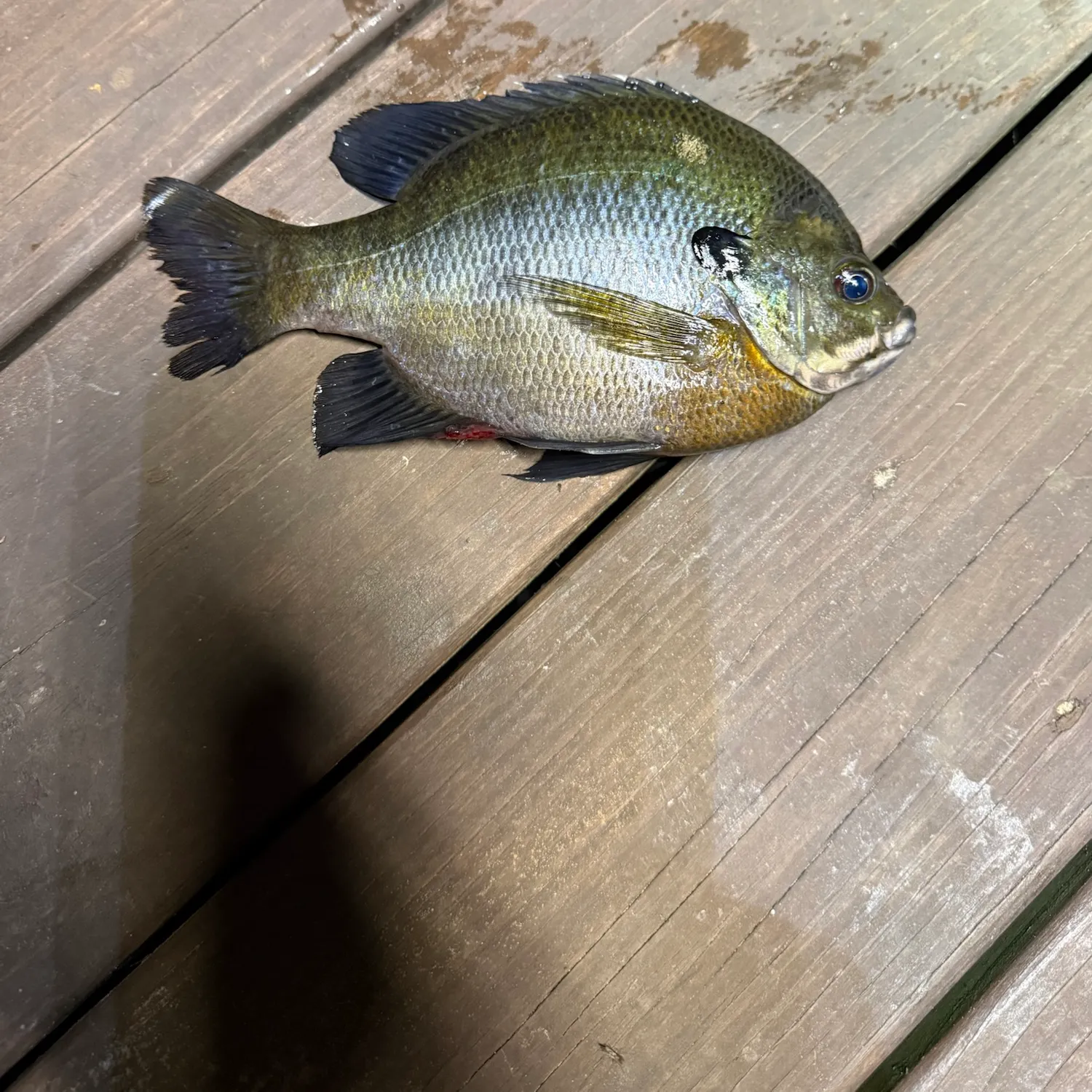 Bluegill caught on Fishbrain