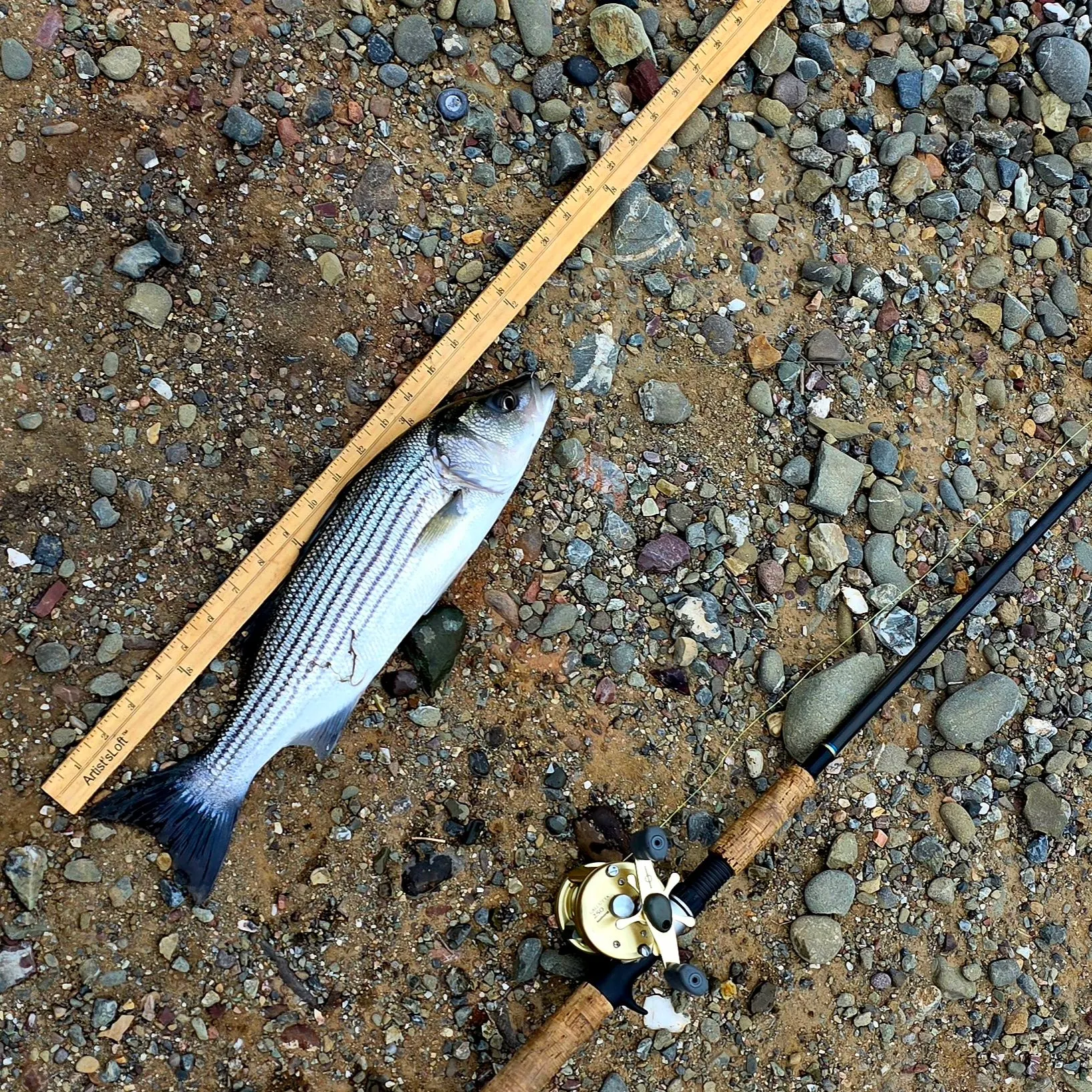 The most recent Striped bass catches on Fishbrain