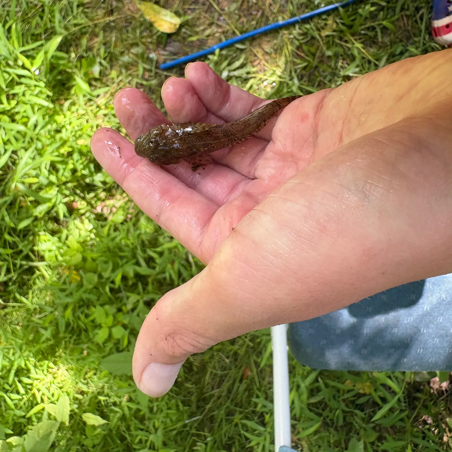 The most recent Northern tessellated darter catches on Fishbrain