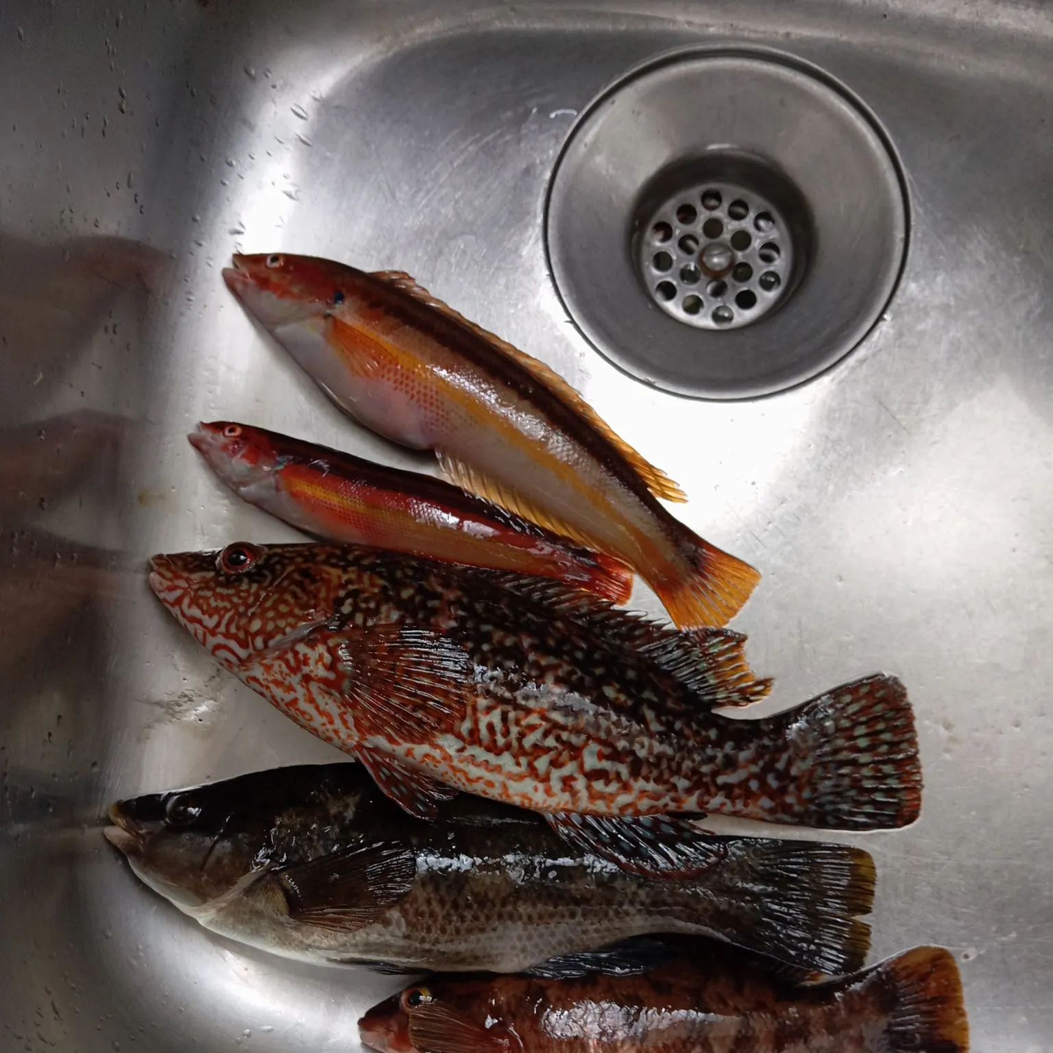 recently logged catches