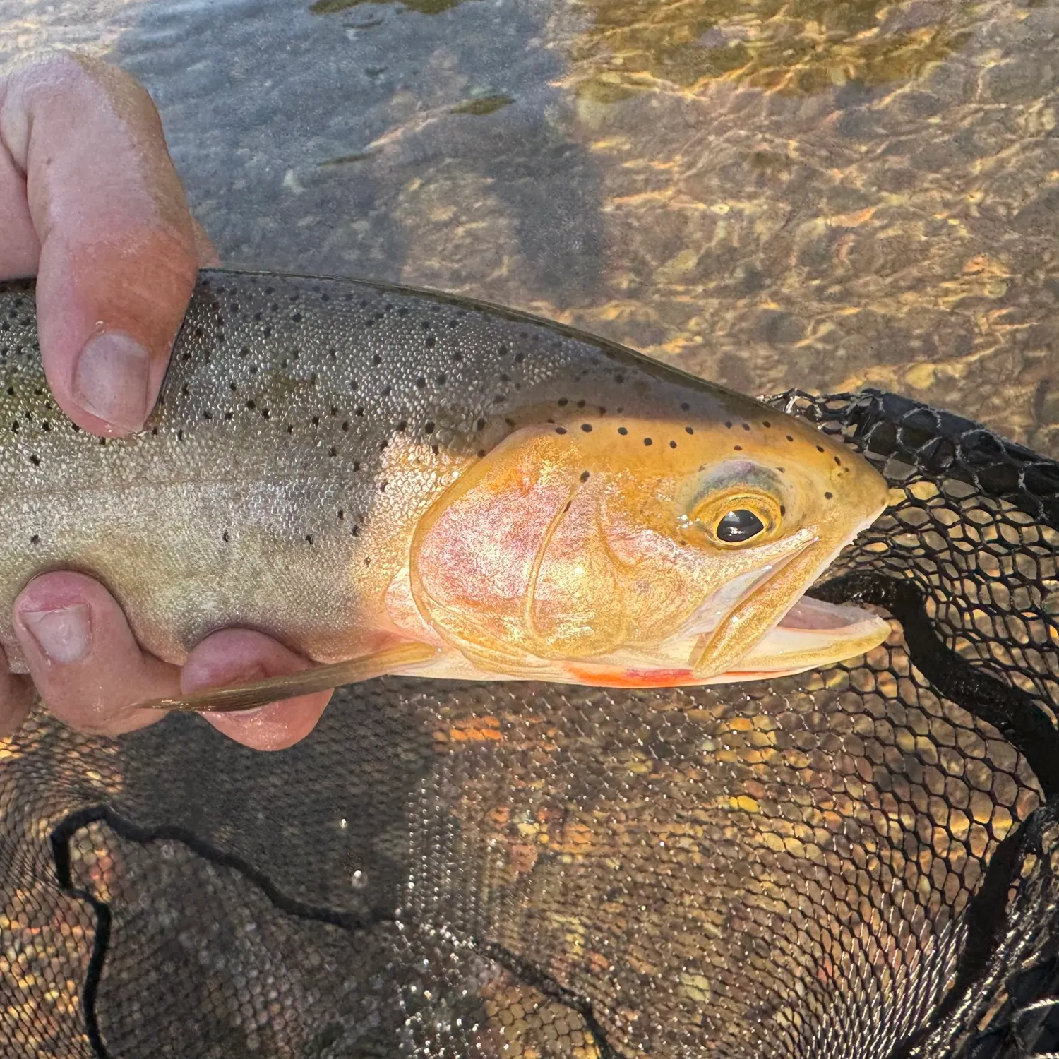 The most recent Westslope cutthroat trout catches on Fishbrain