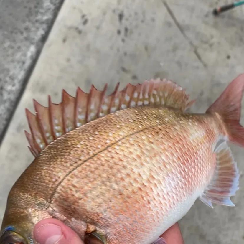 Australasian snapper caught on Fishbrain