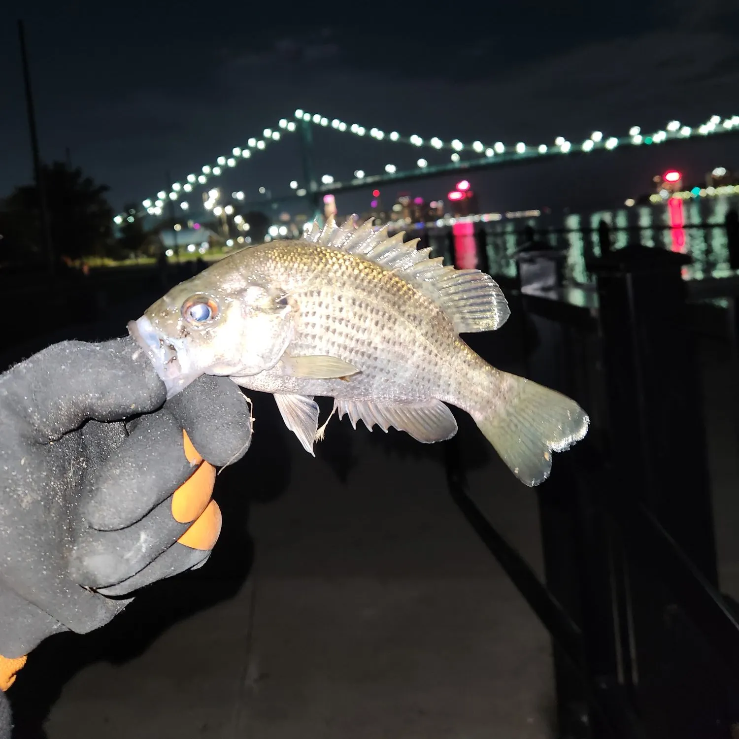 Rock bass caught on Fishbrain