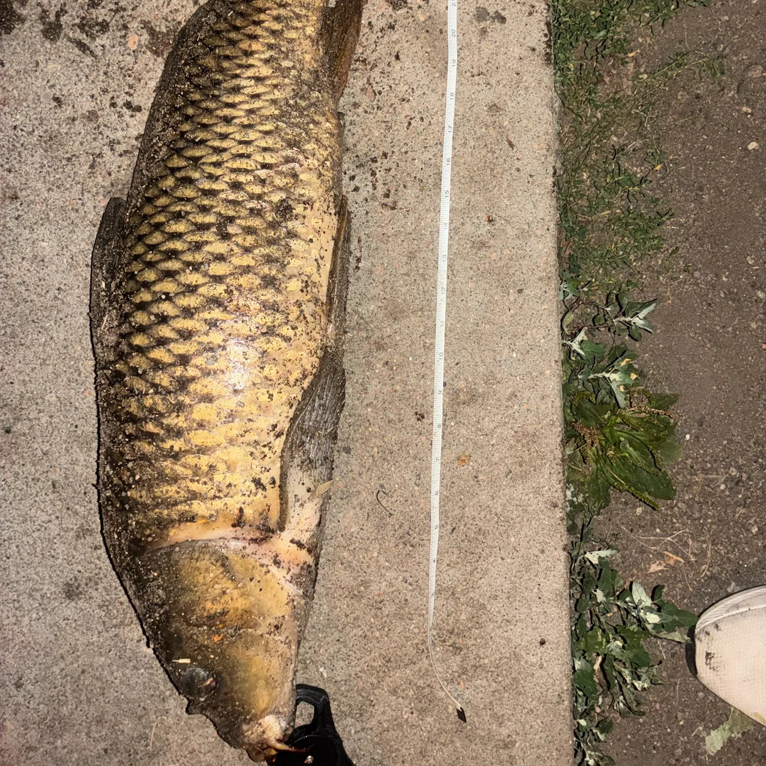 Common carp caught on Fishbrain