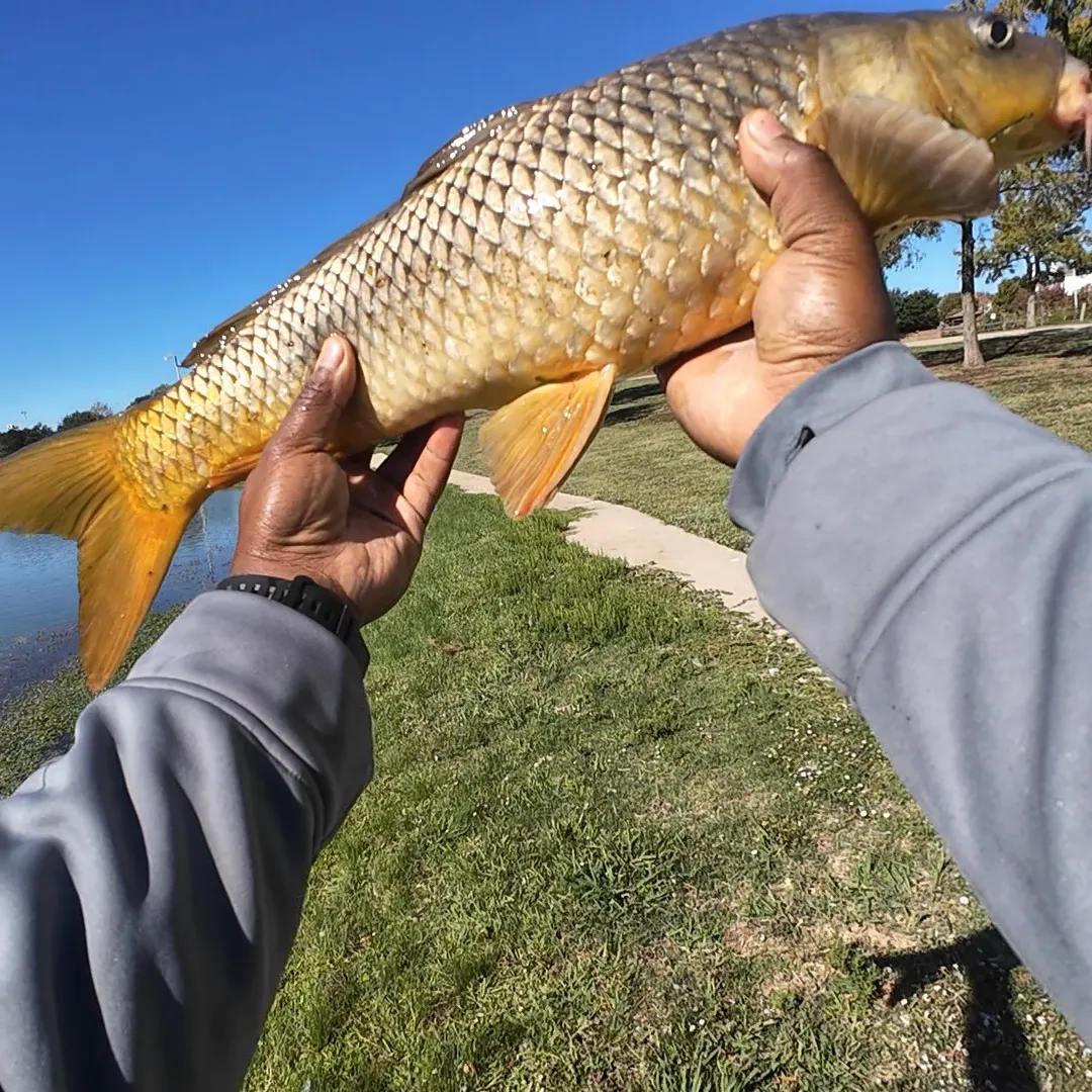 Common carp caught on Fishbrain