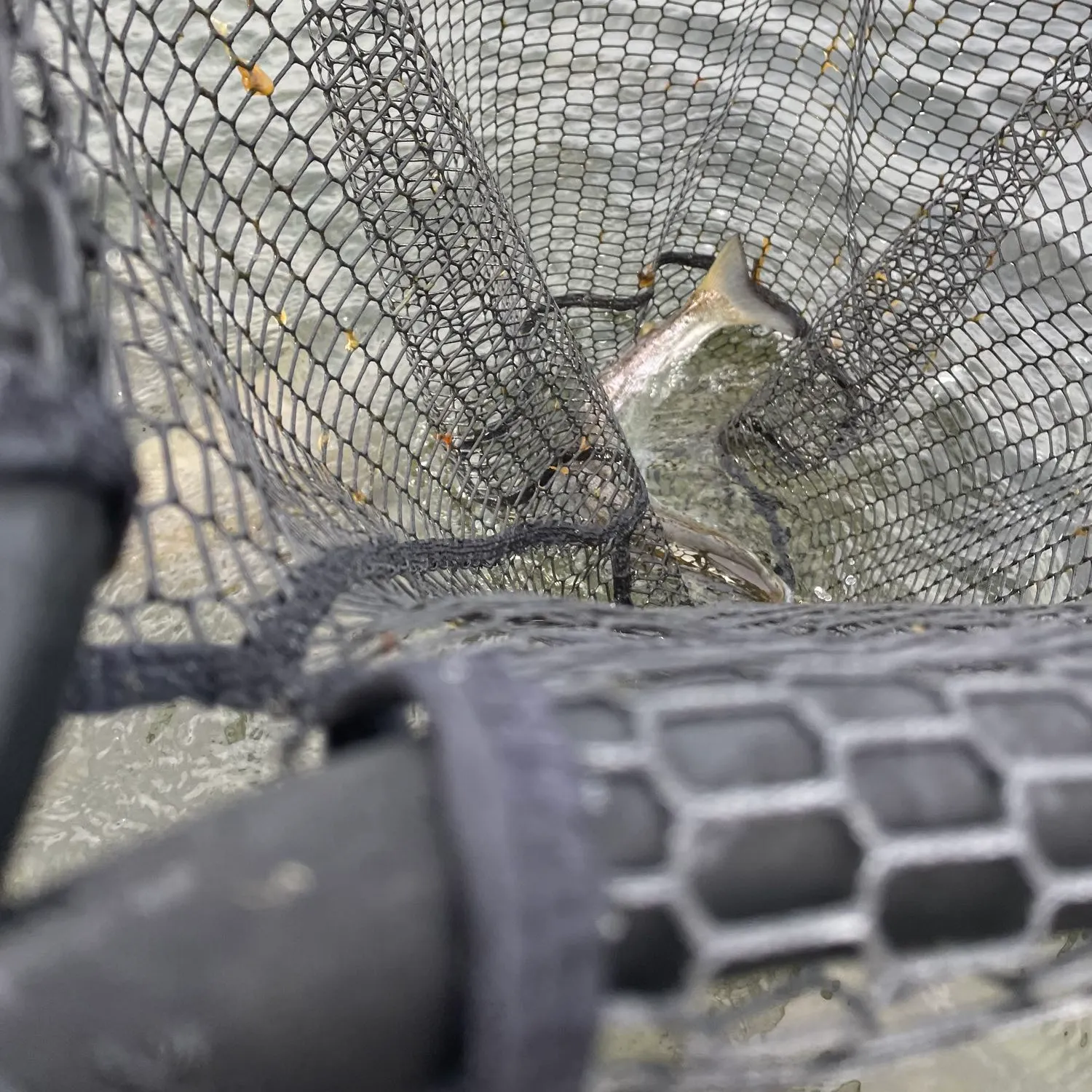 Sea trout caught on Fishbrain