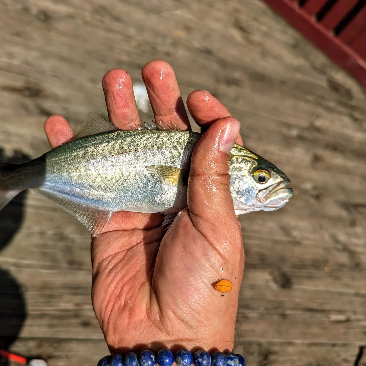 Bluefish caught on Fishbrain