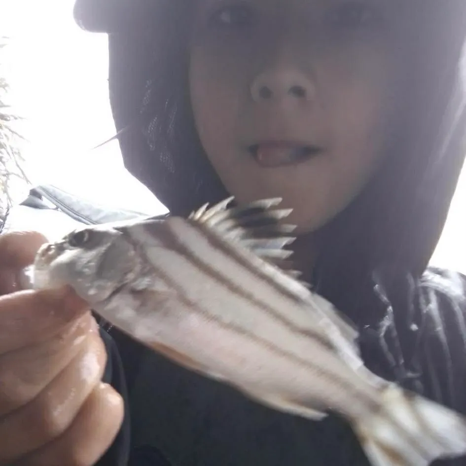 The most recent Jarbua terapon catches on Fishbrain