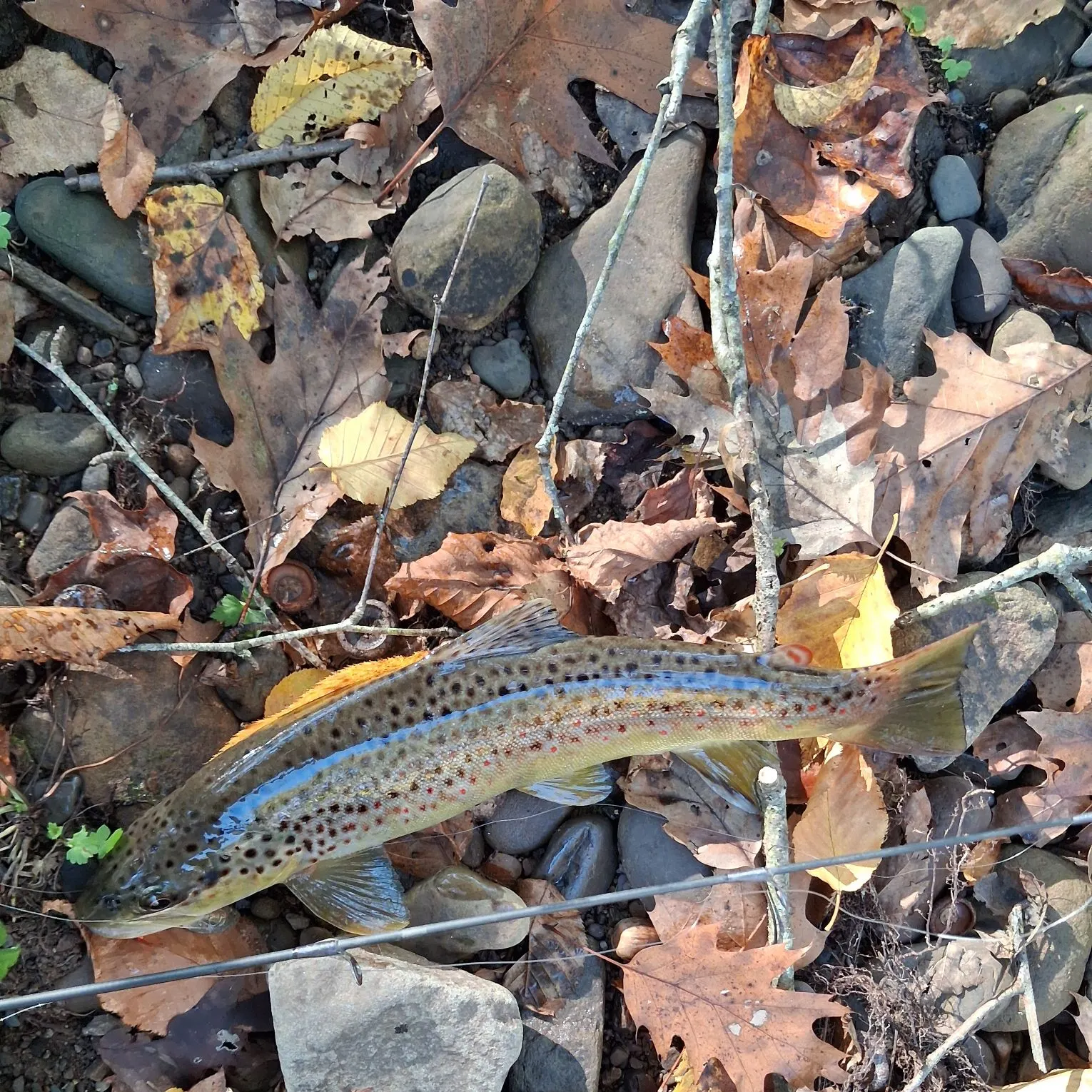 Lake trout caught on Fishbrain