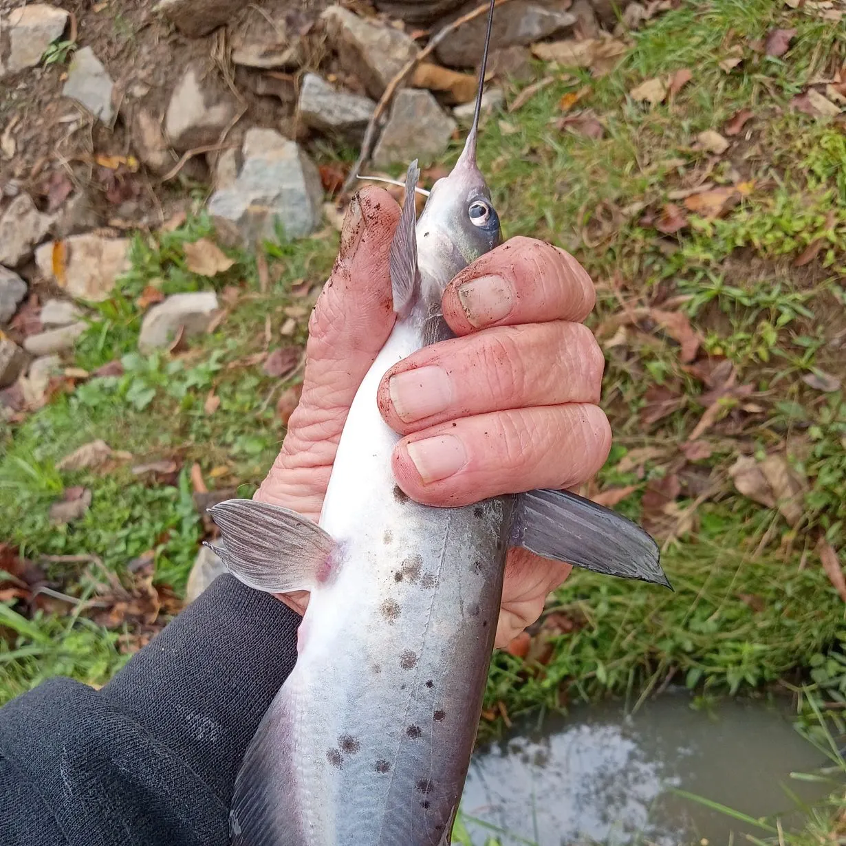 Channel catfish caught on Fishbrain