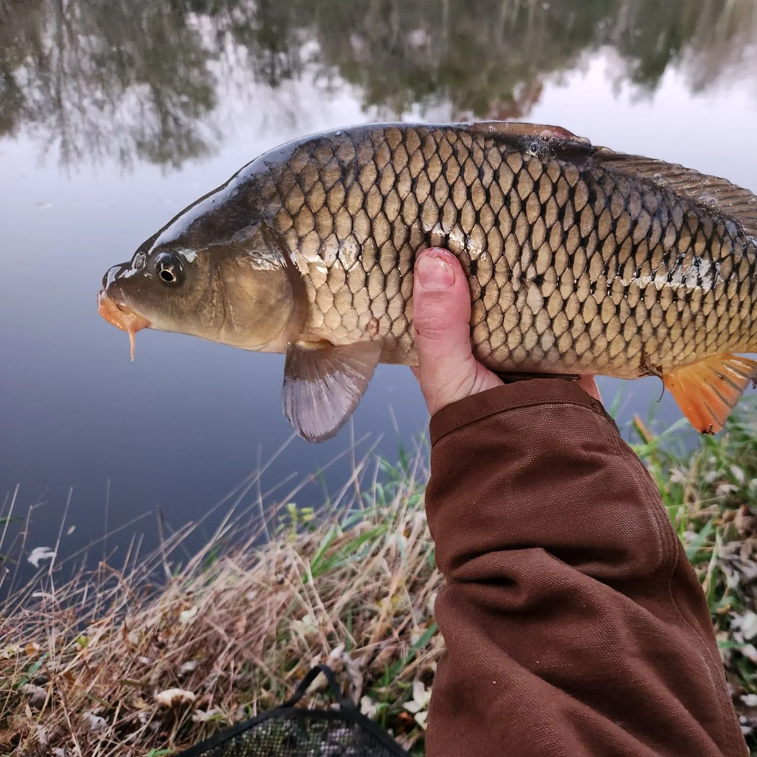 Common carp caught on Fishbrain