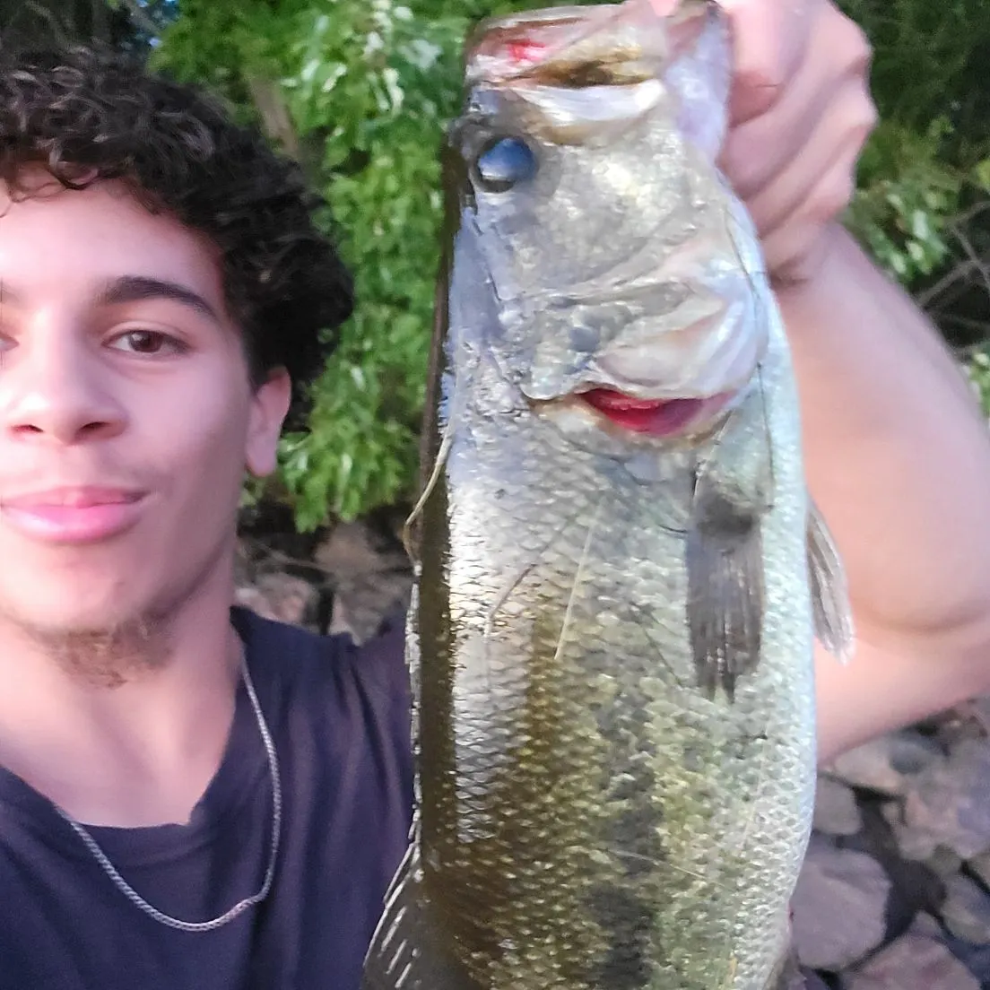 Largemouth bass caught on Fishbrain