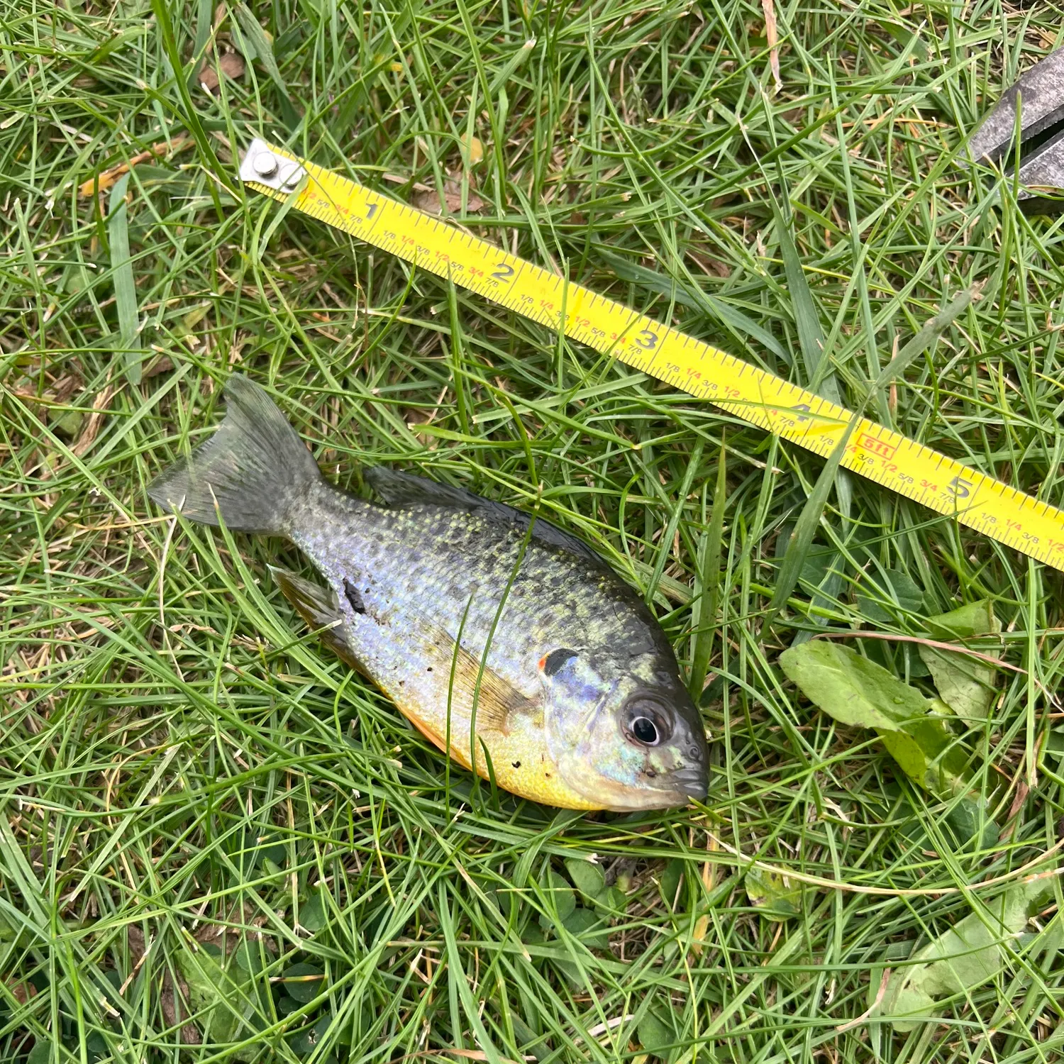 Pumpkinseed caught on Fishbrain