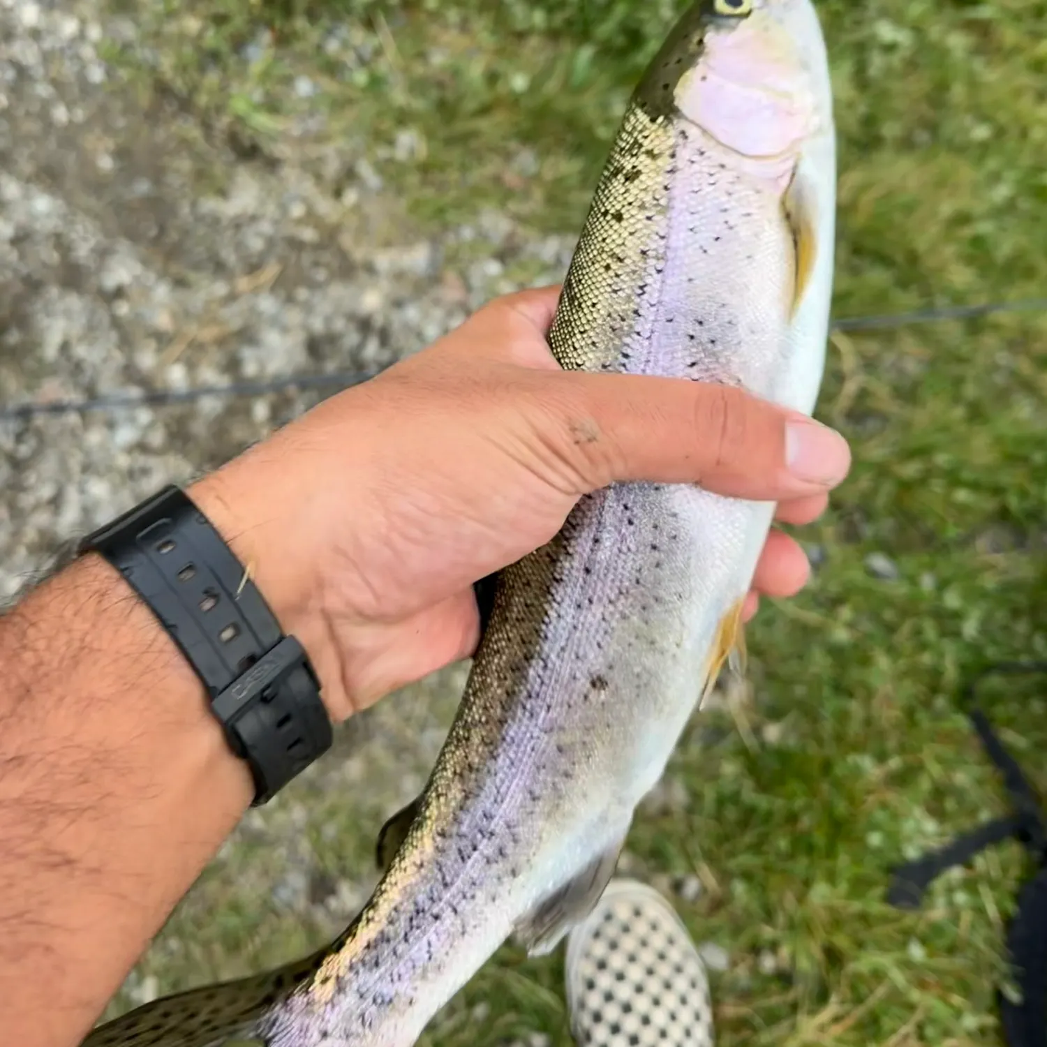 Rainbow trout caught on Fishbrain