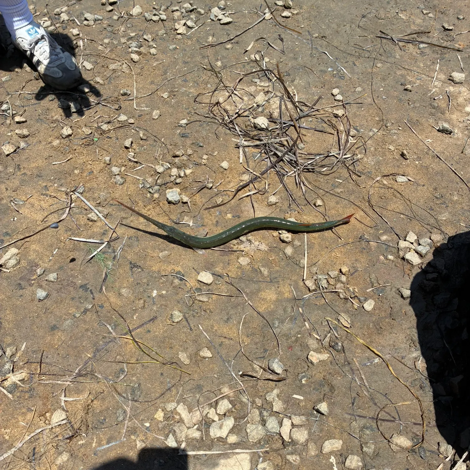 The most recent California needlefish catches on Fishbrain