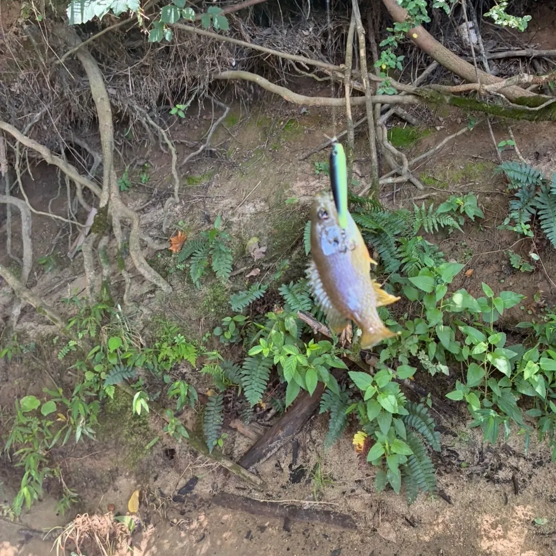 Green sunfish caught on Fishbrain