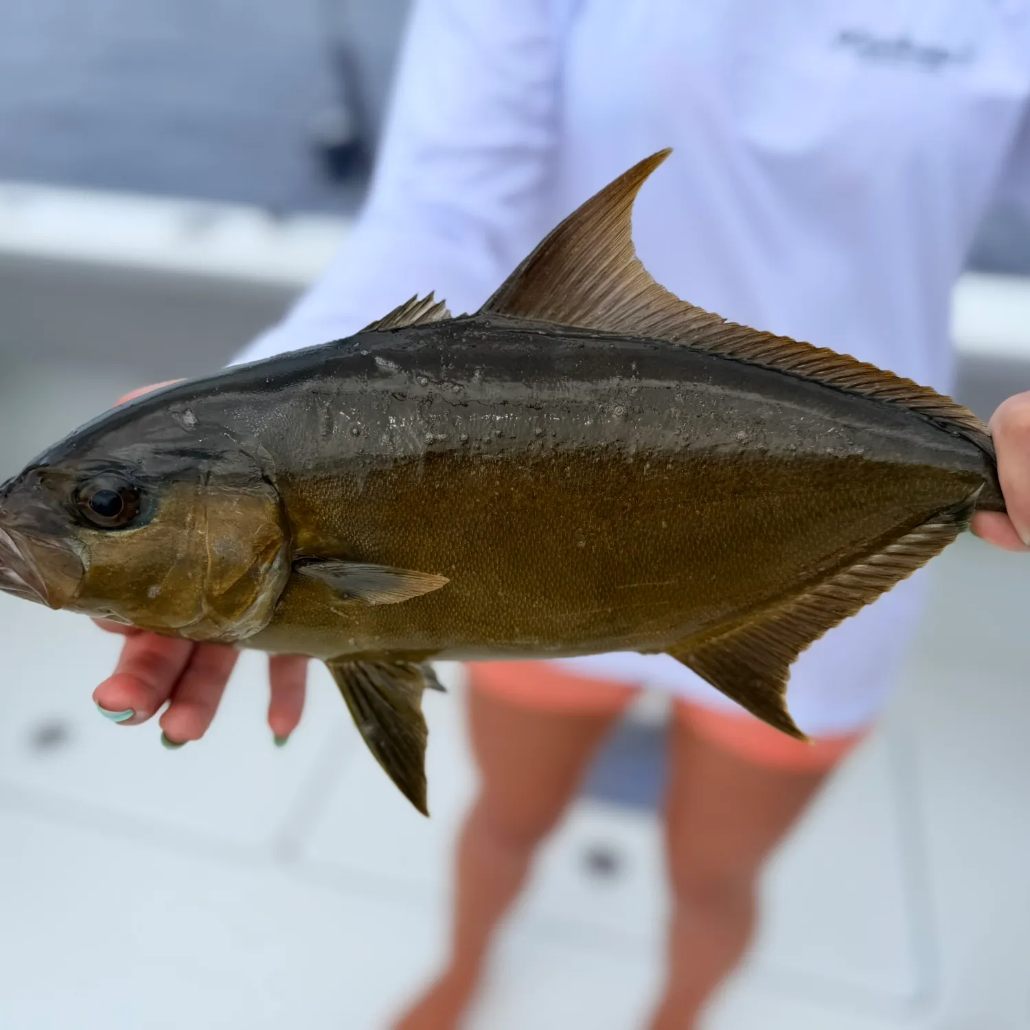 The most recent Almaco jack catches on Fishbrain