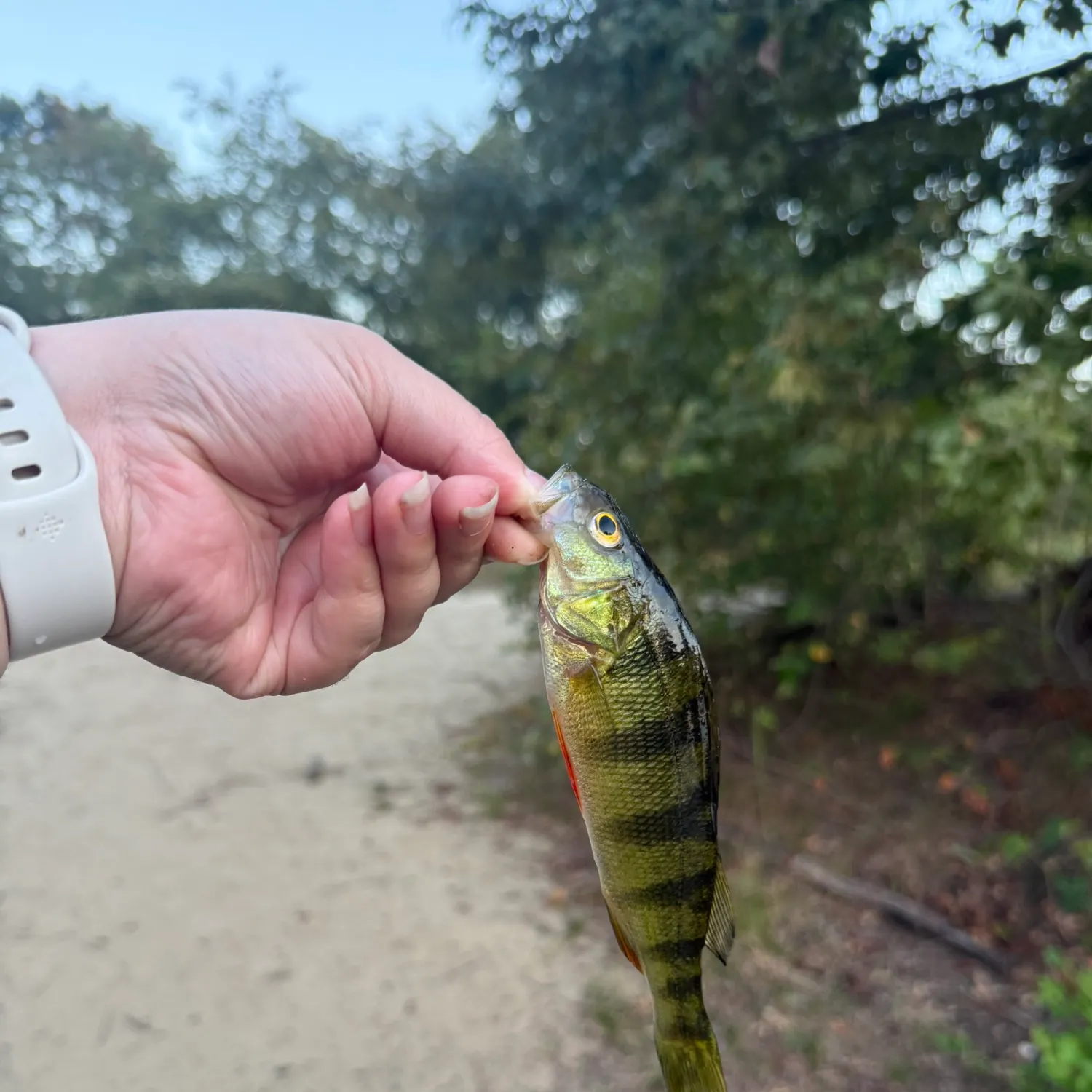 Yellow perch caught on Fishbrain
