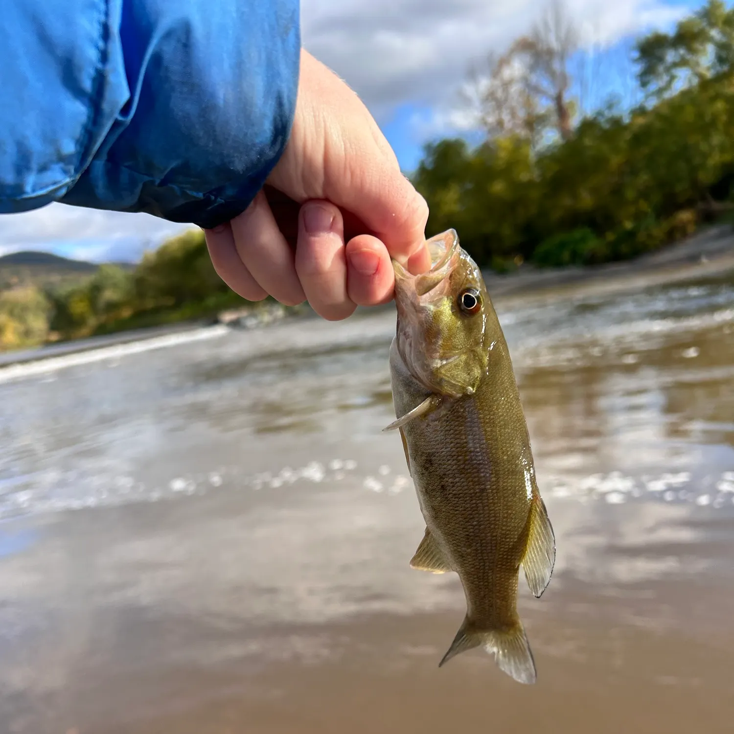 Smallmouth bass caught on Fishbrain