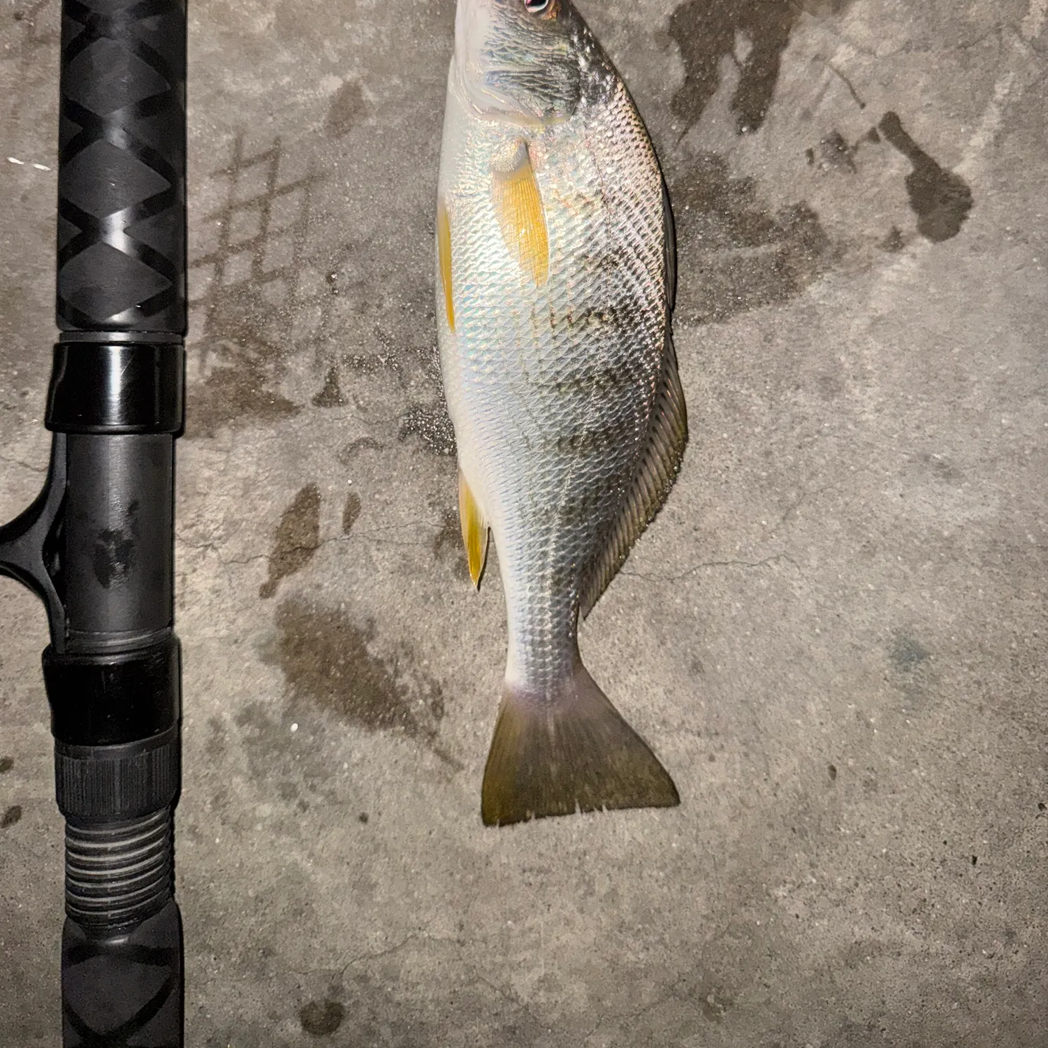 The most recent Yellowfin croaker catches on Fishbrain