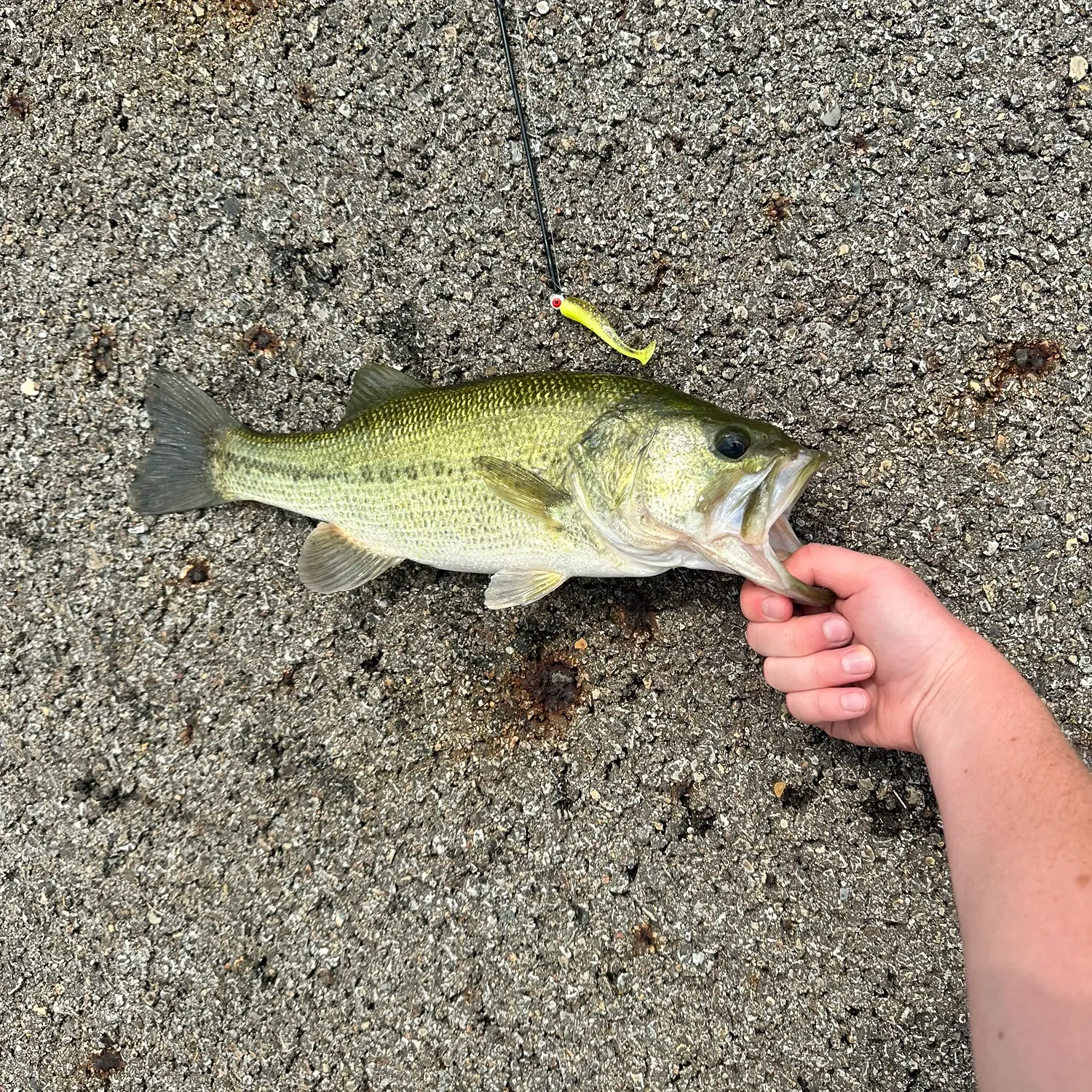 Largemouth bass caught on Fishbrain