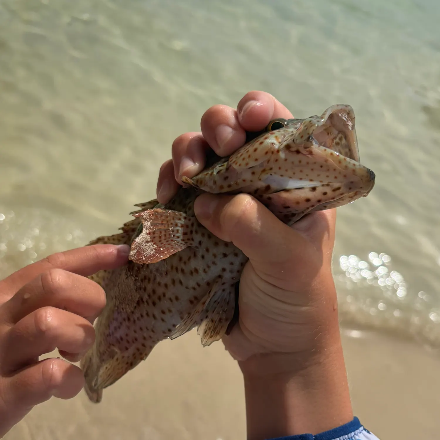 The most recent Tiger grouper catches on Fishbrain