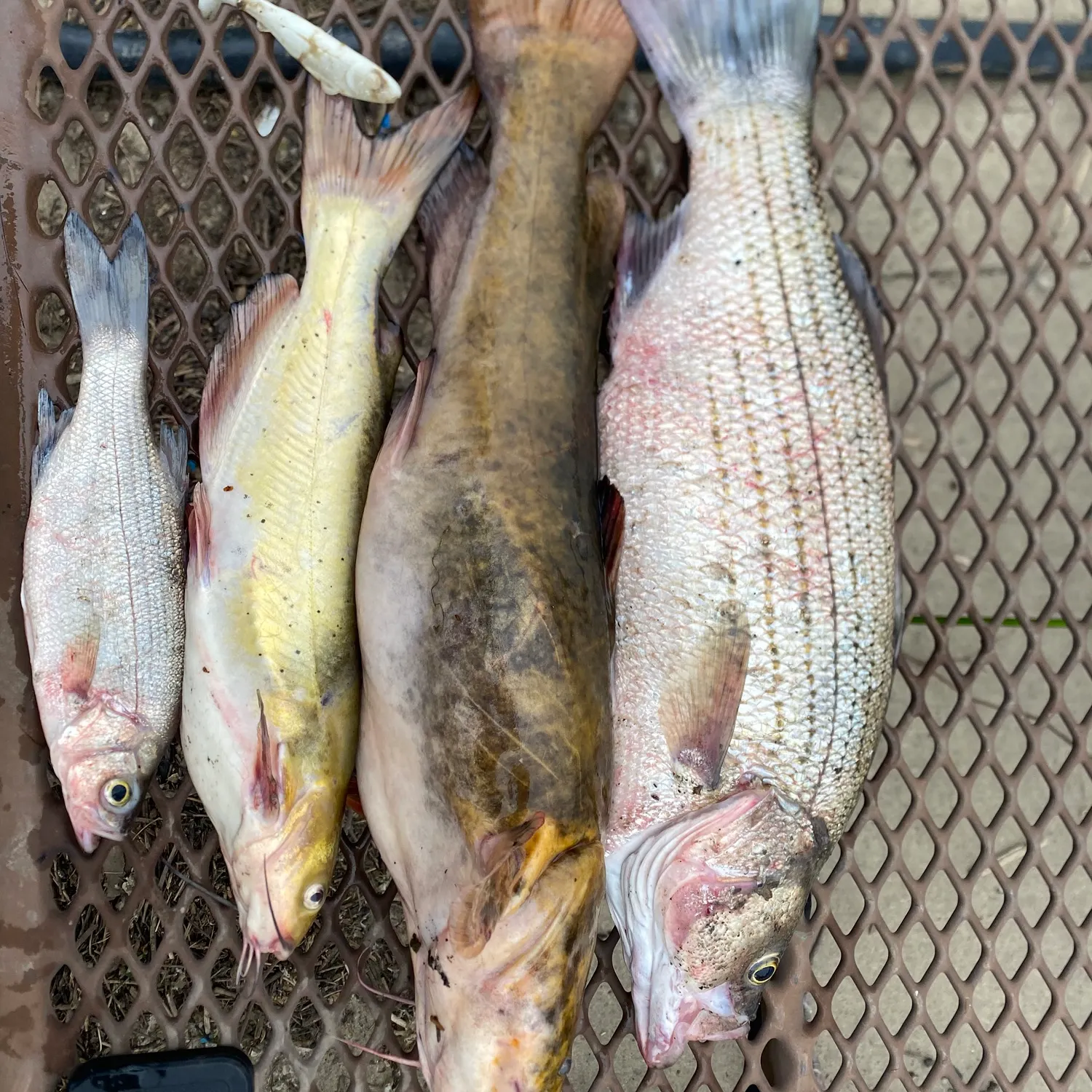 angler catch