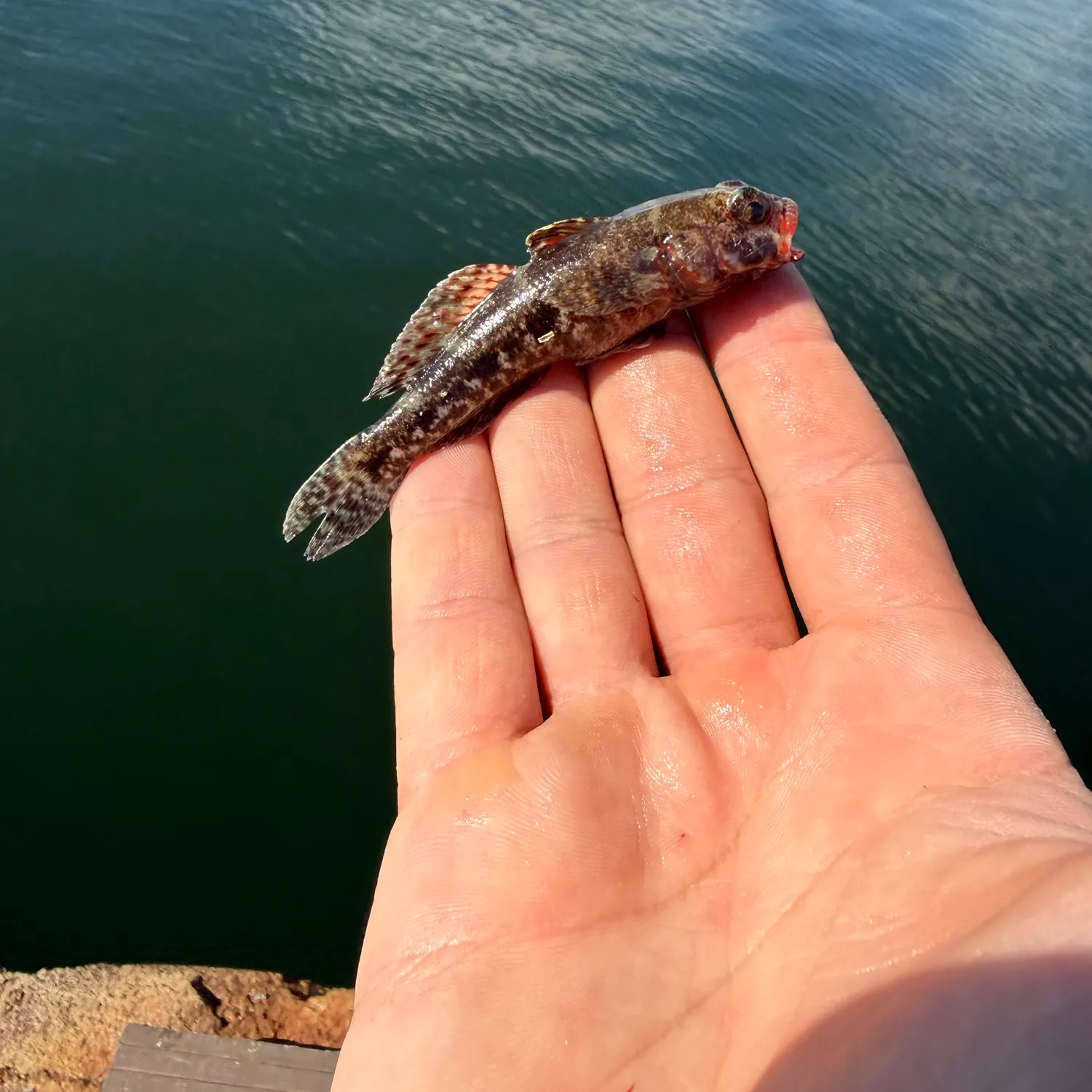 Amur goby caught on Fishbrain