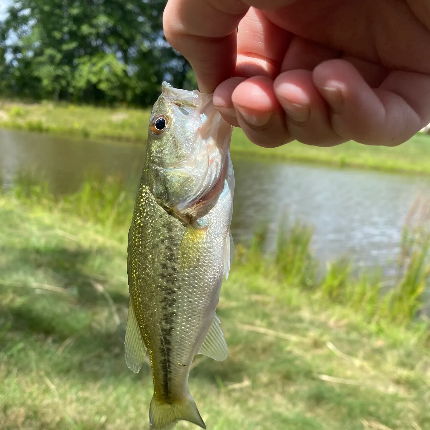 The most recent Largemouth bass catches on Fishbrain