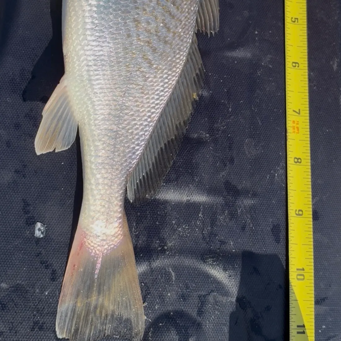 Atlantic croaker caught on Fishbrain