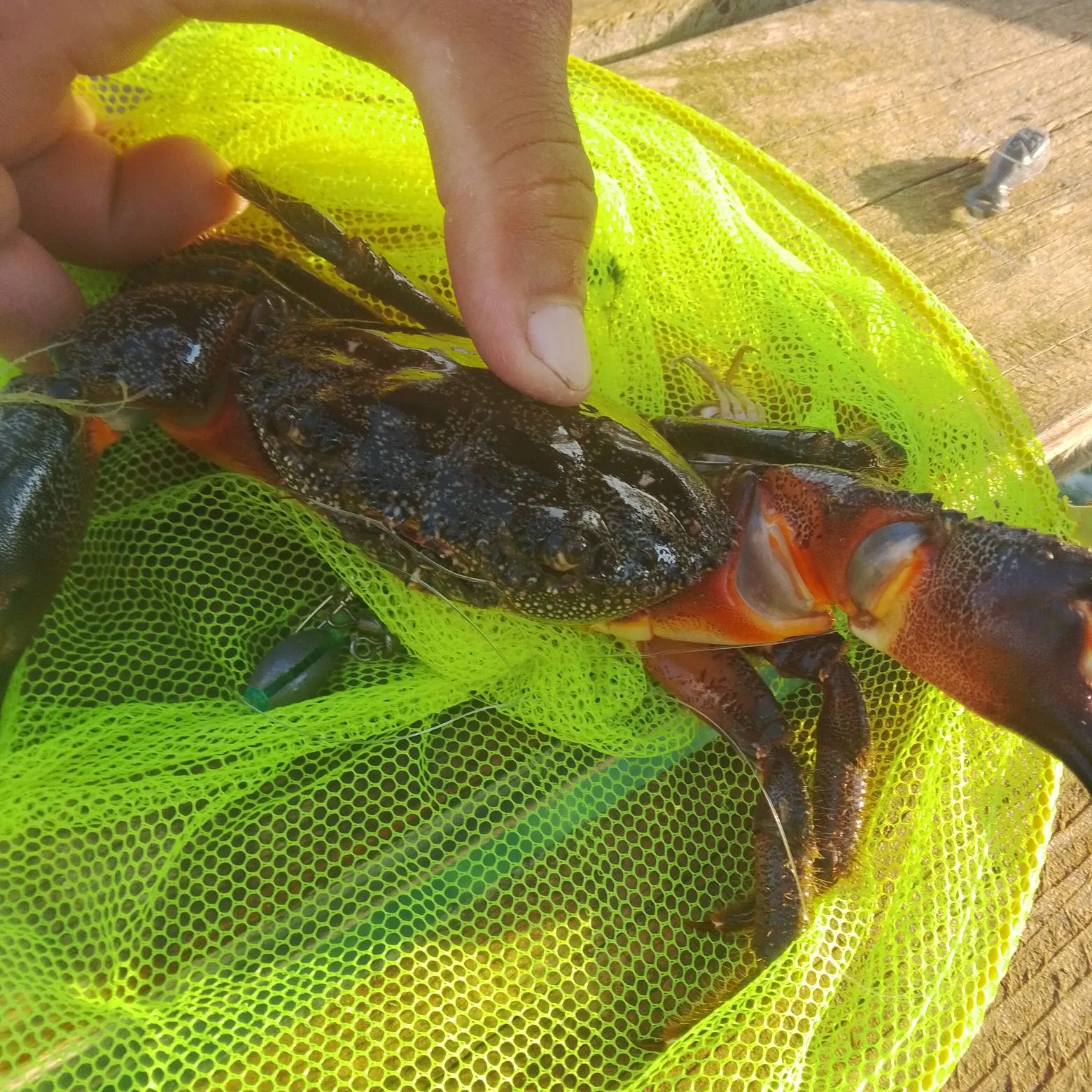 Fish caught on Fishbrain