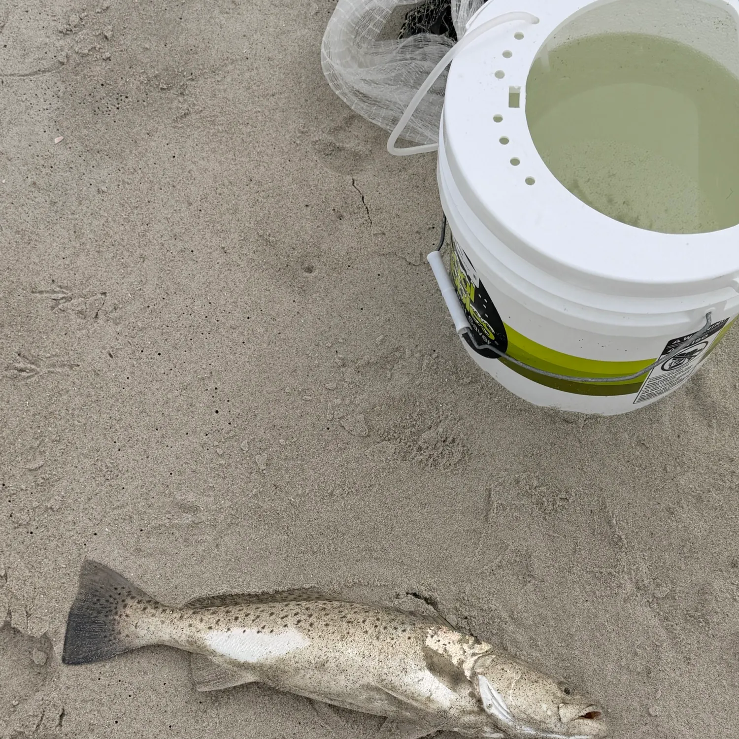 Spotted seatrout caught on Fishbrain
