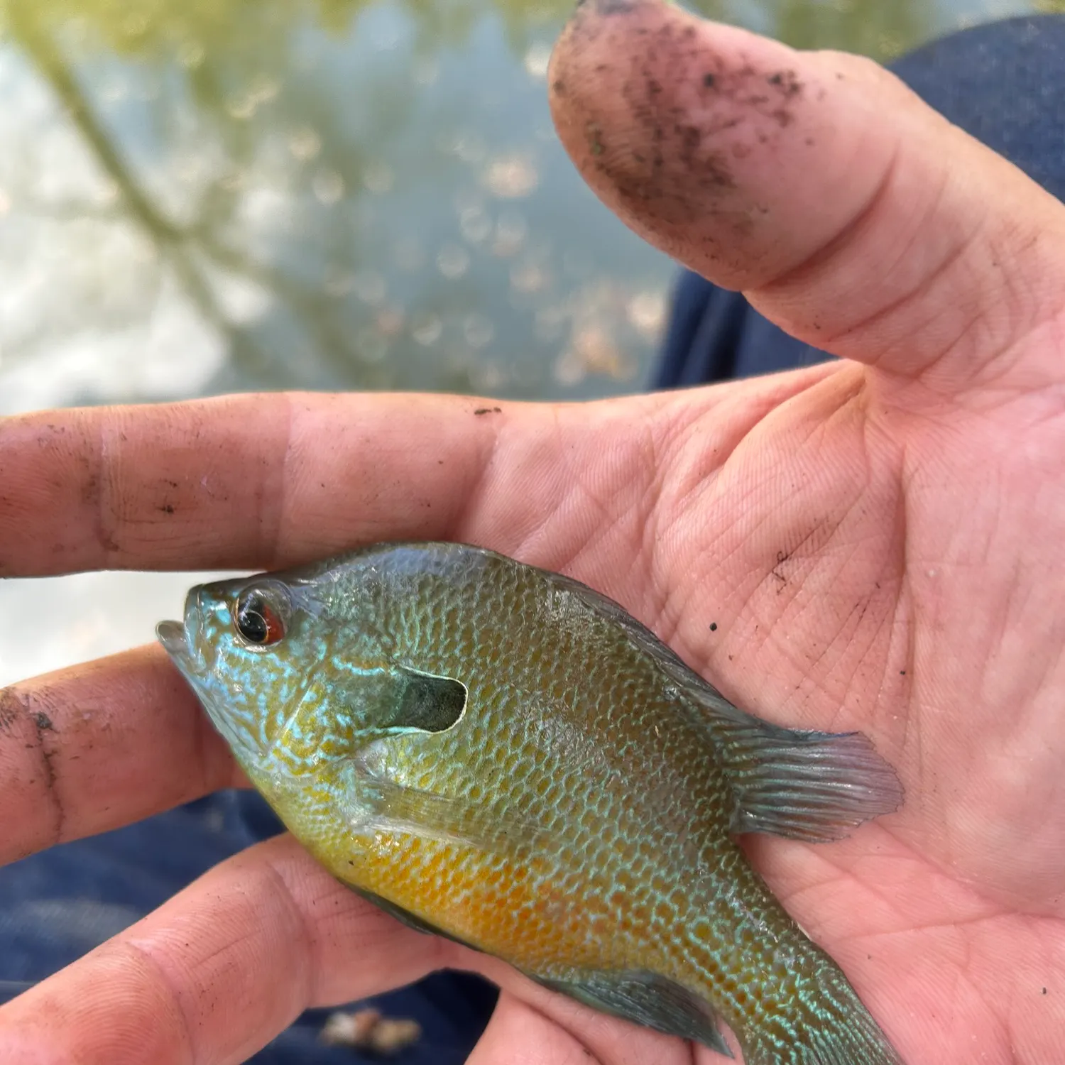 Longear sunfish caught on Fishbrain