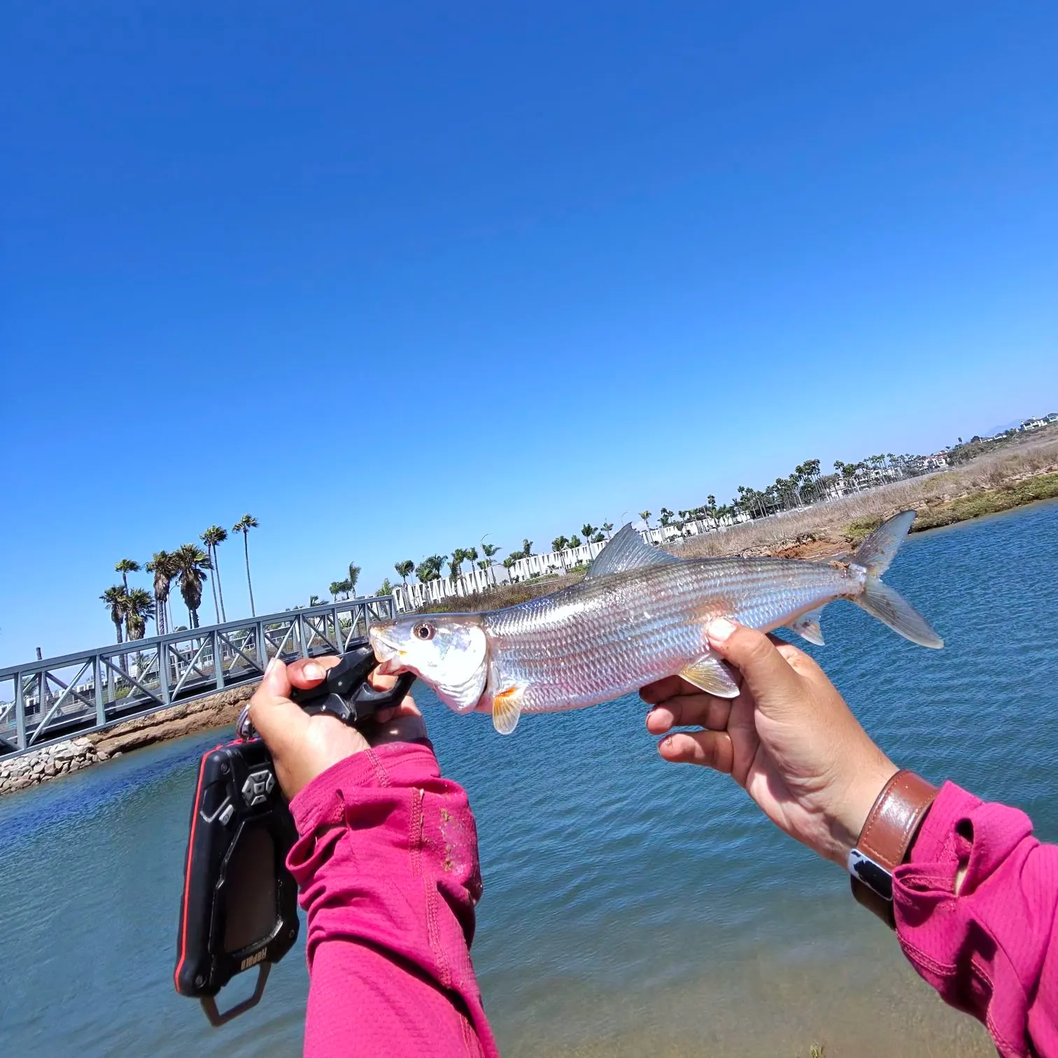 The most recent West Atlantic bonefish catches on Fishbrain