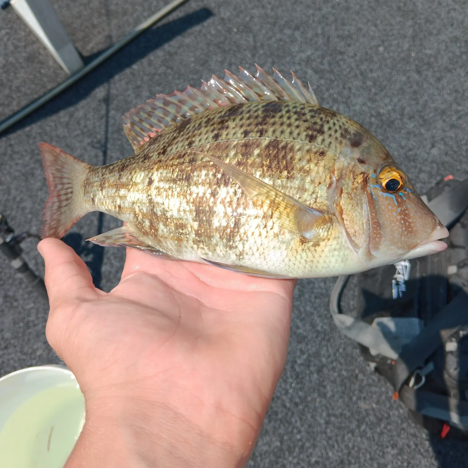 The most recent Grass emperor catches on Fishbrain