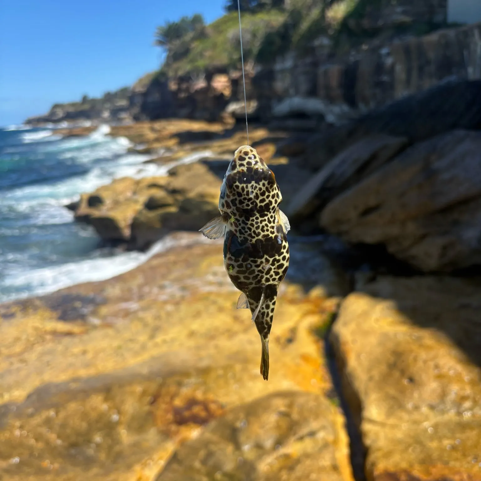 The most recent Milkspotted puffer catches on Fishbrain