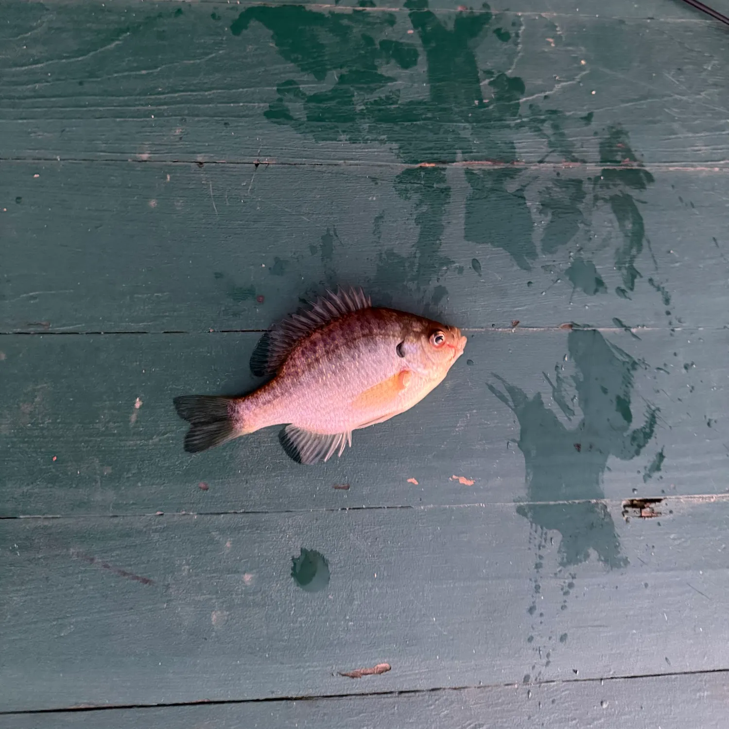 Bluegill caught on Fishbrain