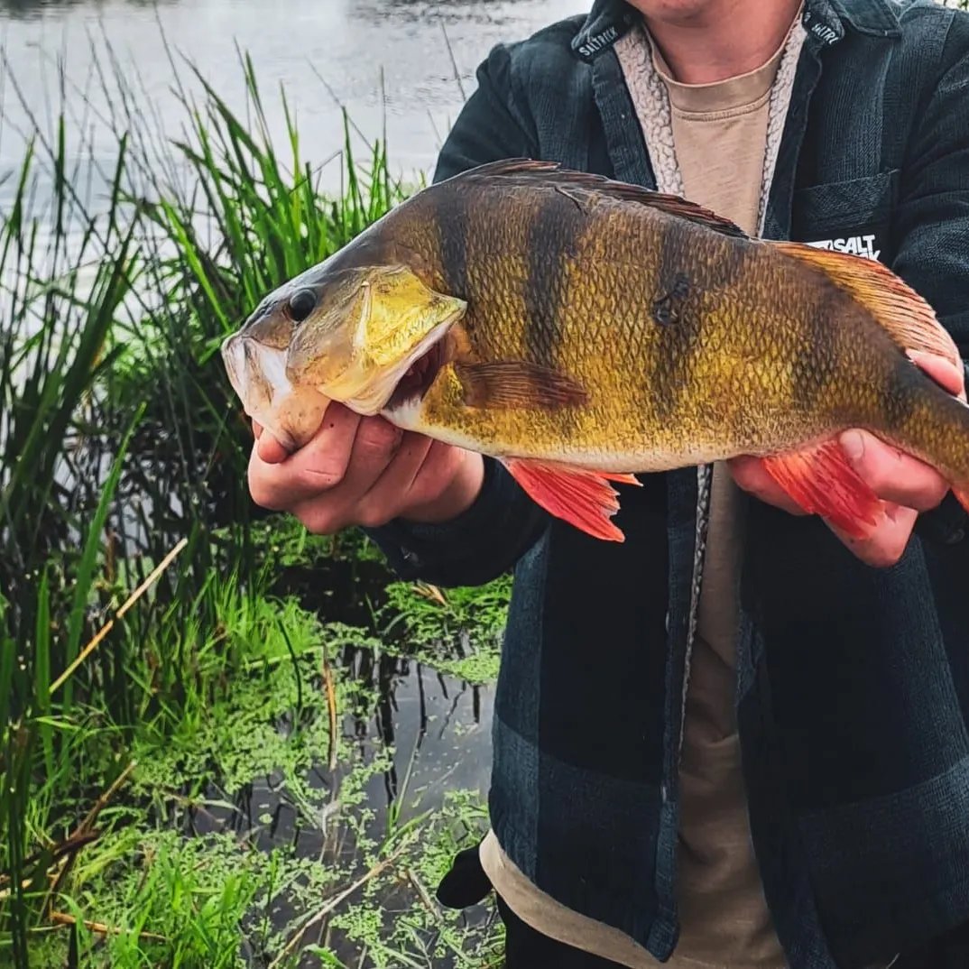 European perch caught on Fishbrain
