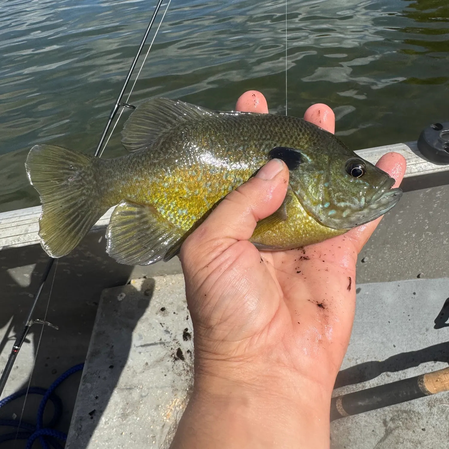 Greengill hybrid caught on Fishbrain