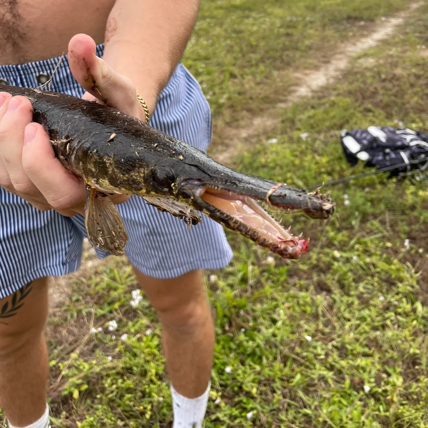 The most recent Spotted gar catches on Fishbrain