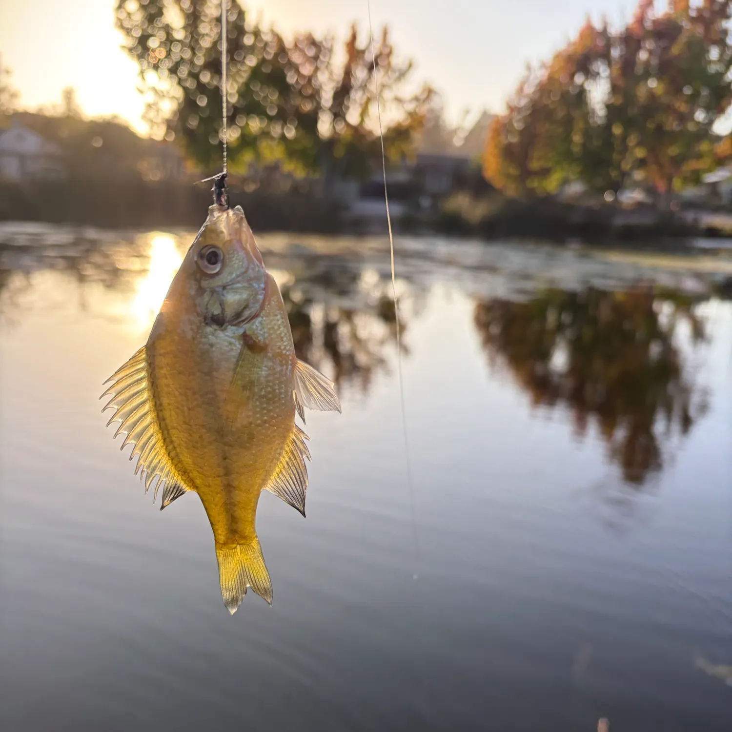 Yellow perch caught on Fishbrain