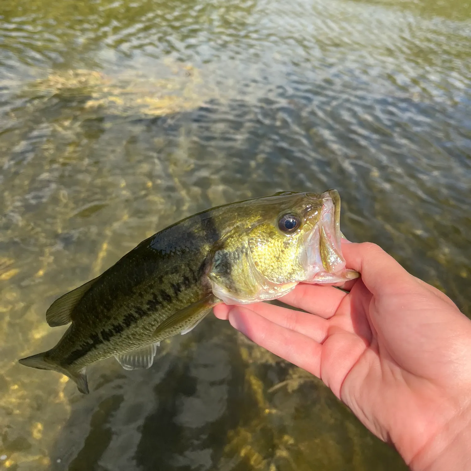 Largemouth bass caught on Fishbrain
