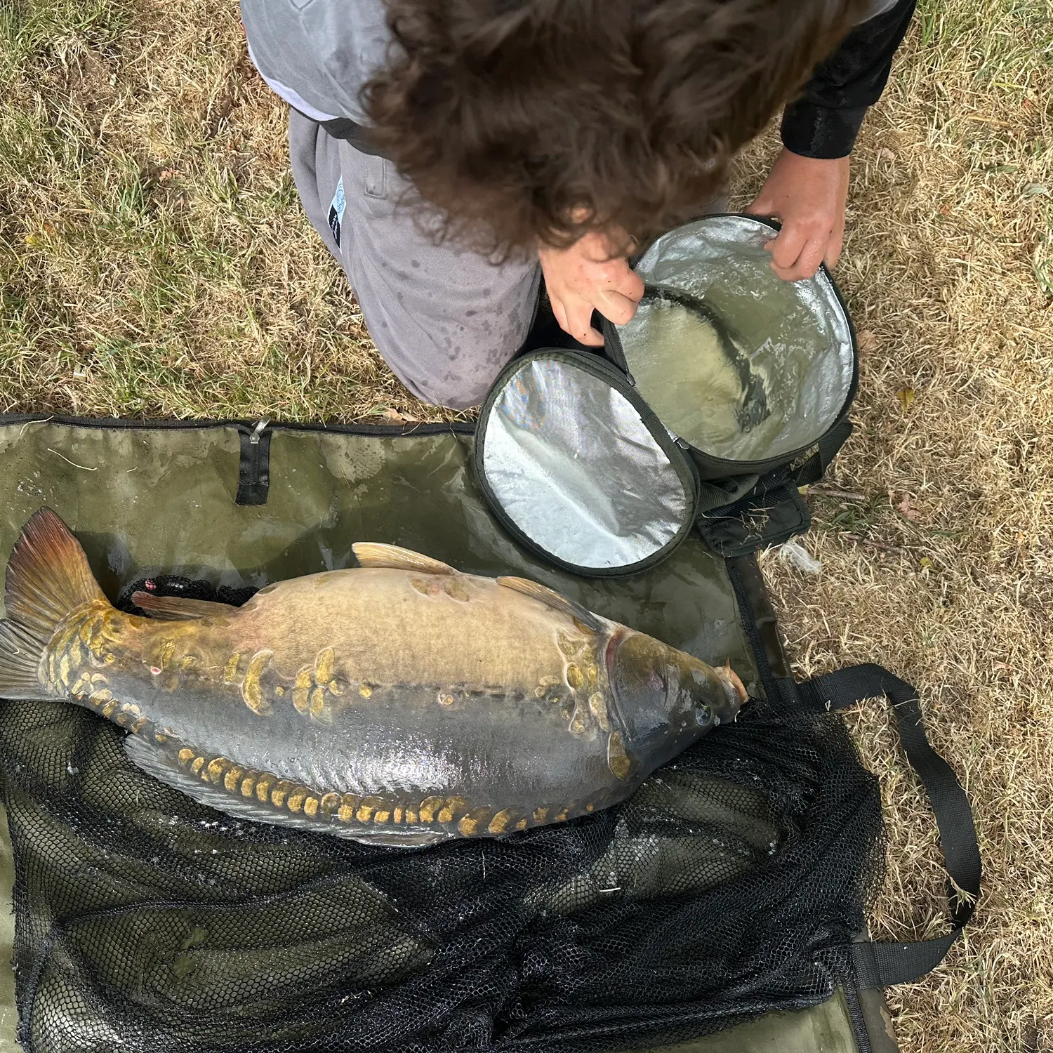 Mirror carp caught on Fishbrain