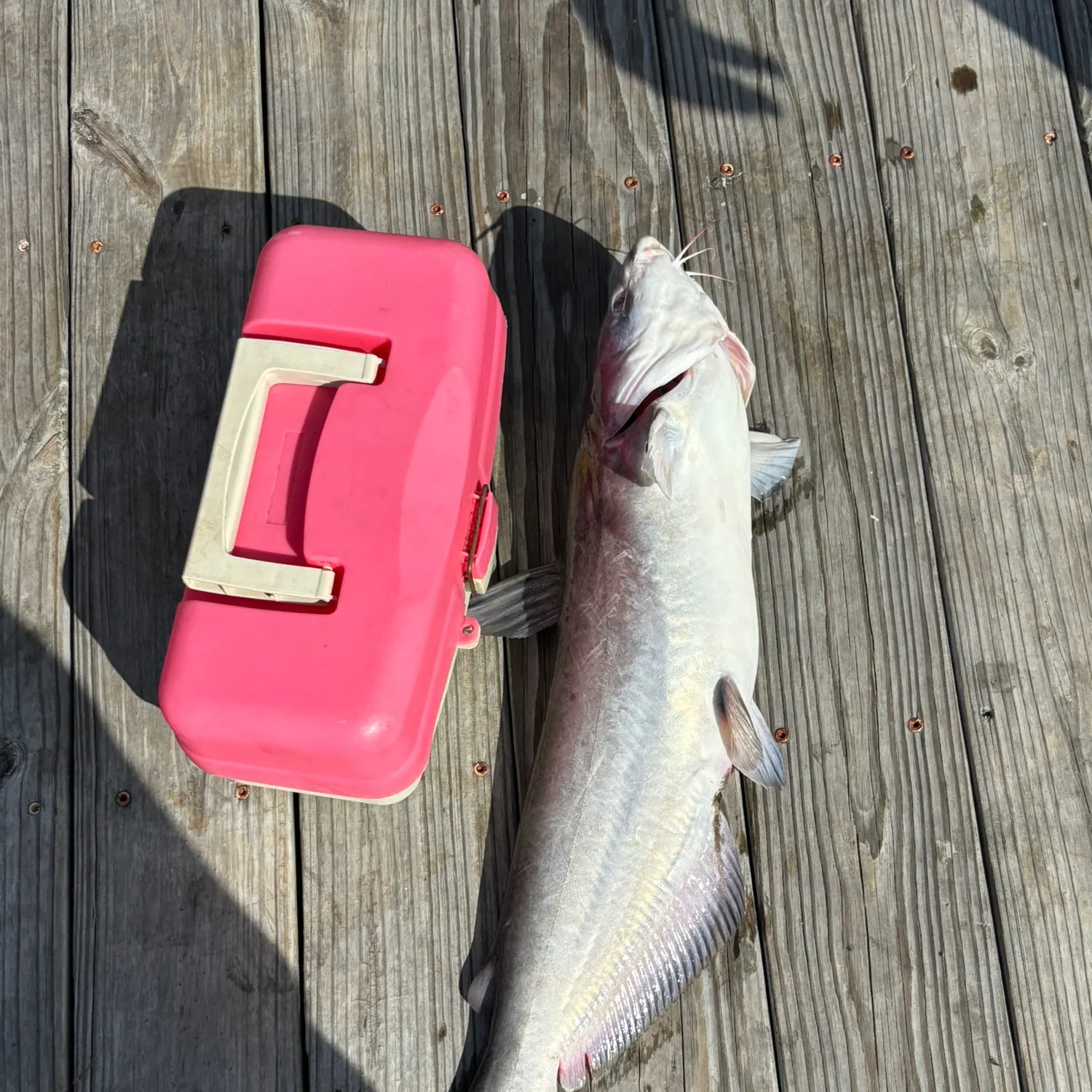 The most recent Blue catfish catches on Fishbrain