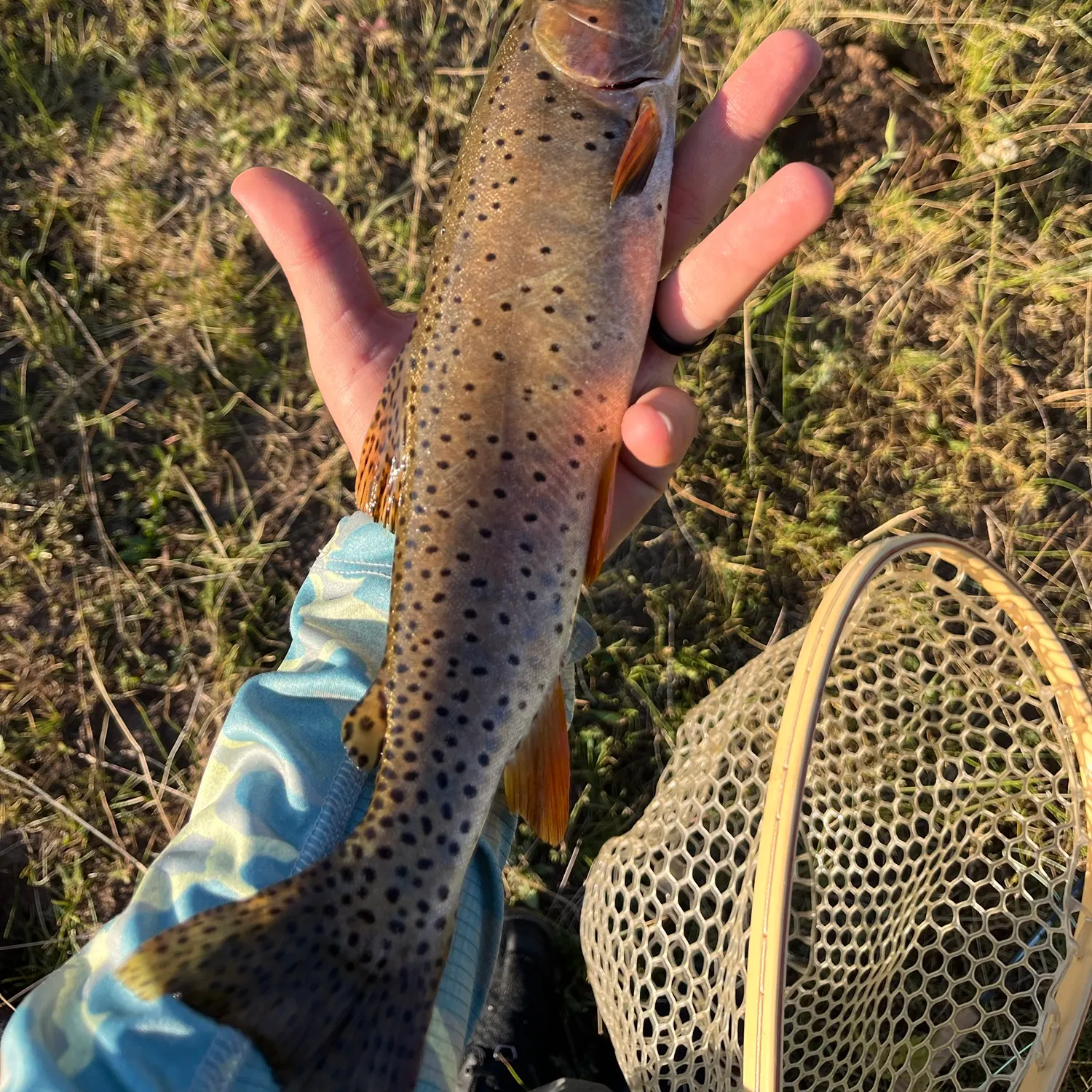 The most recent Bear River cutthroat trout catches on Fishbrain