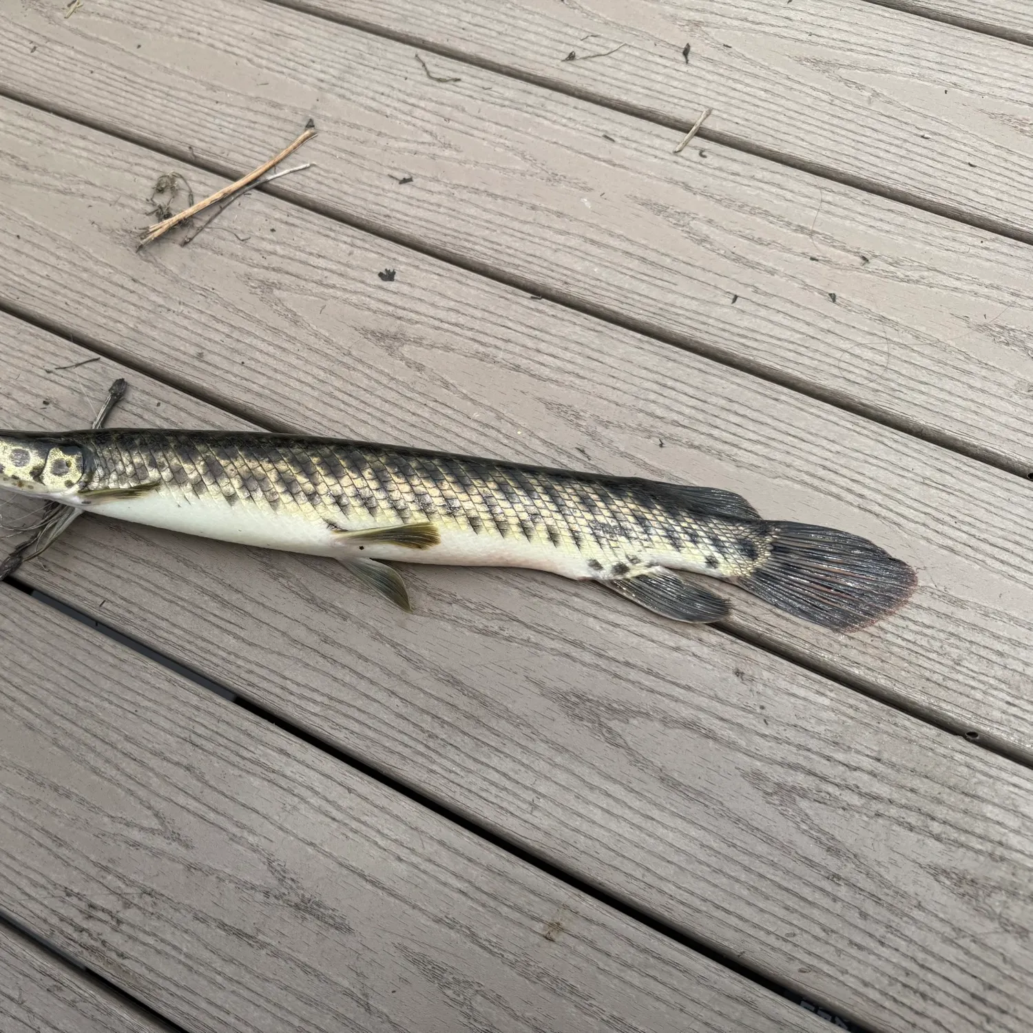 recently logged catches