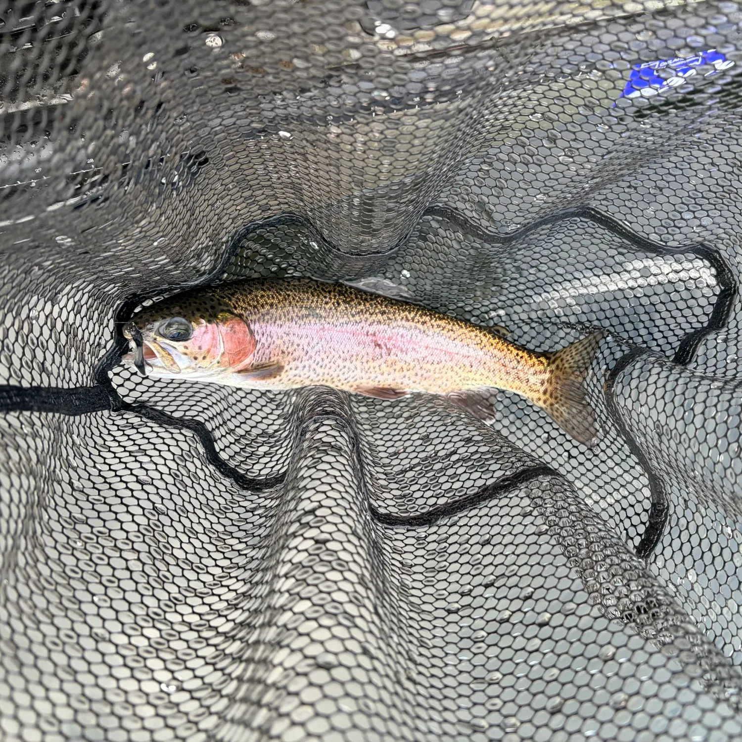 Rainbow trout caught on Fishbrain